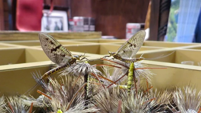 We even have a few drakes flying around the shop at the moment!