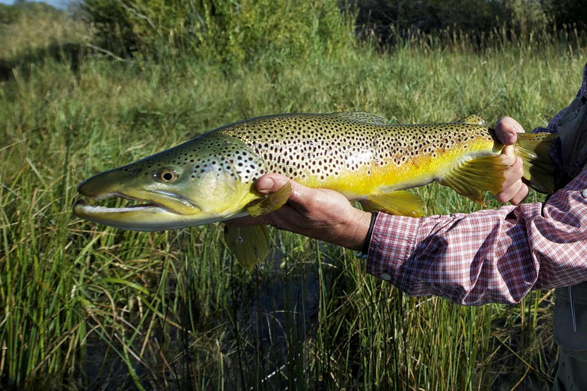 Here's an example of a male Brown Trout . Note the elongated jaw and even the convex anal fin. Males also often have a slightly longer lower jaw. The jaw on the male brown is not short and rounded at all... An elongated jaw on male trout and male salmon as well is called a Kype. The older the male trout becomes, the more elongated Kype it will have. The above image was taken on Silver Creek. photo: nick price