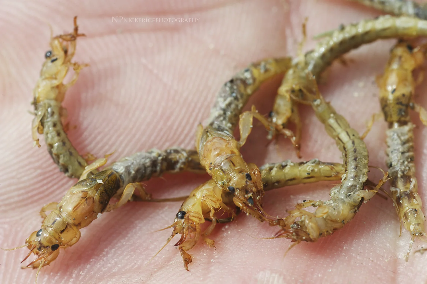 Brown Drake ( Ephemera Simulans) Nymphs. Silver Creek. Photo: Nick Price