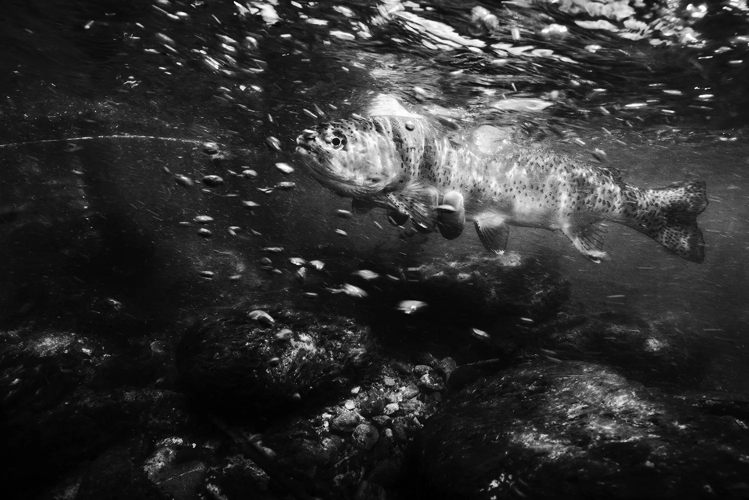 rainbow-underwater-bw-lost-0419.jpgrainbow-trout-underwater-nick-price-photo.jpg