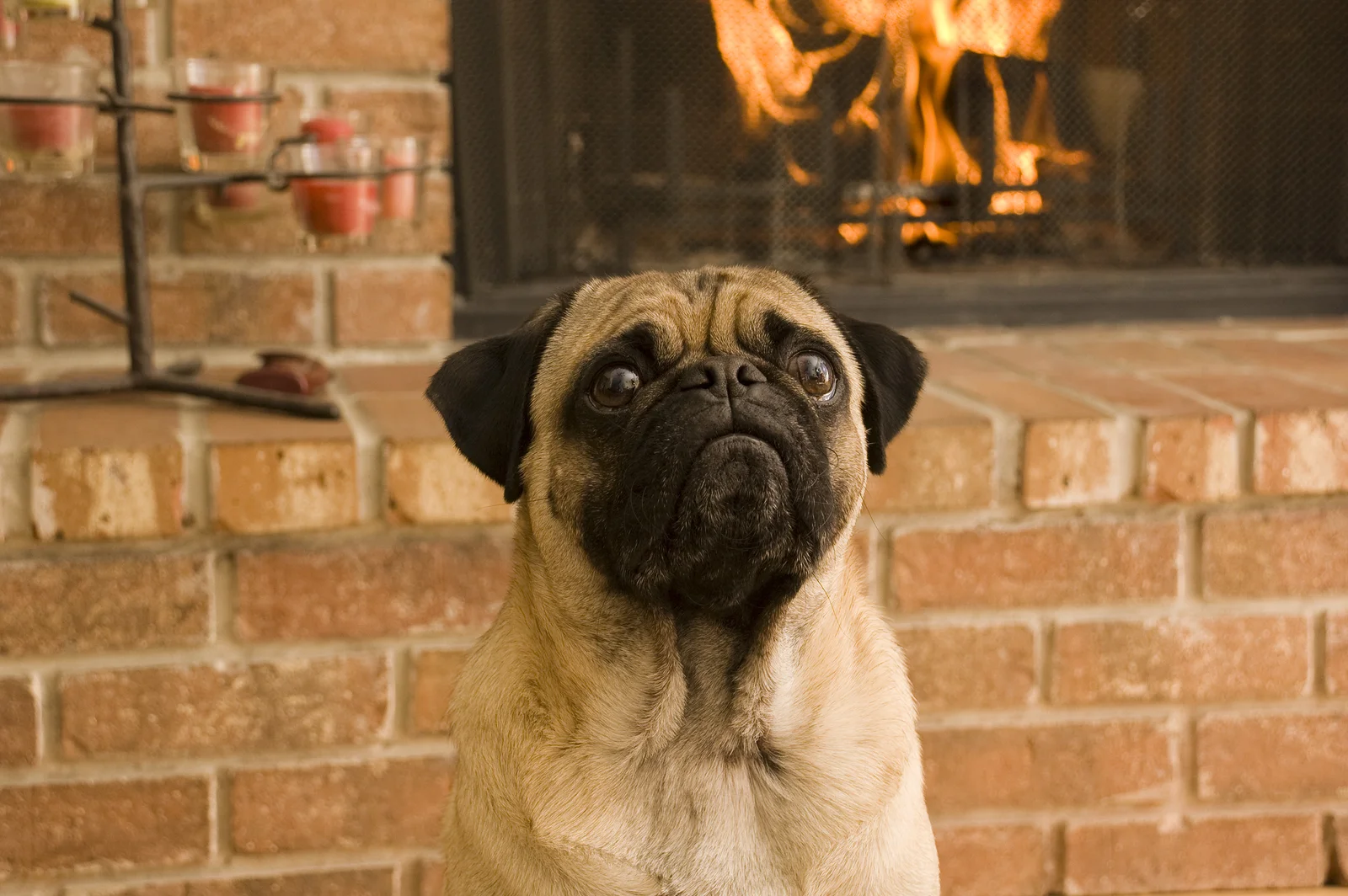 bigstock-Pug-in-Front-of-Fire-6778510.jpg