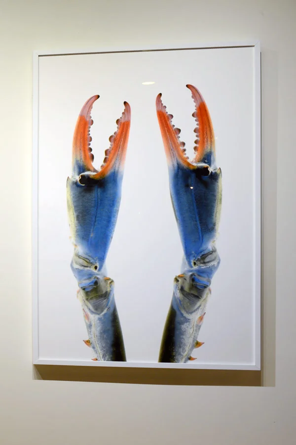 CrablegsFramed2.jpg