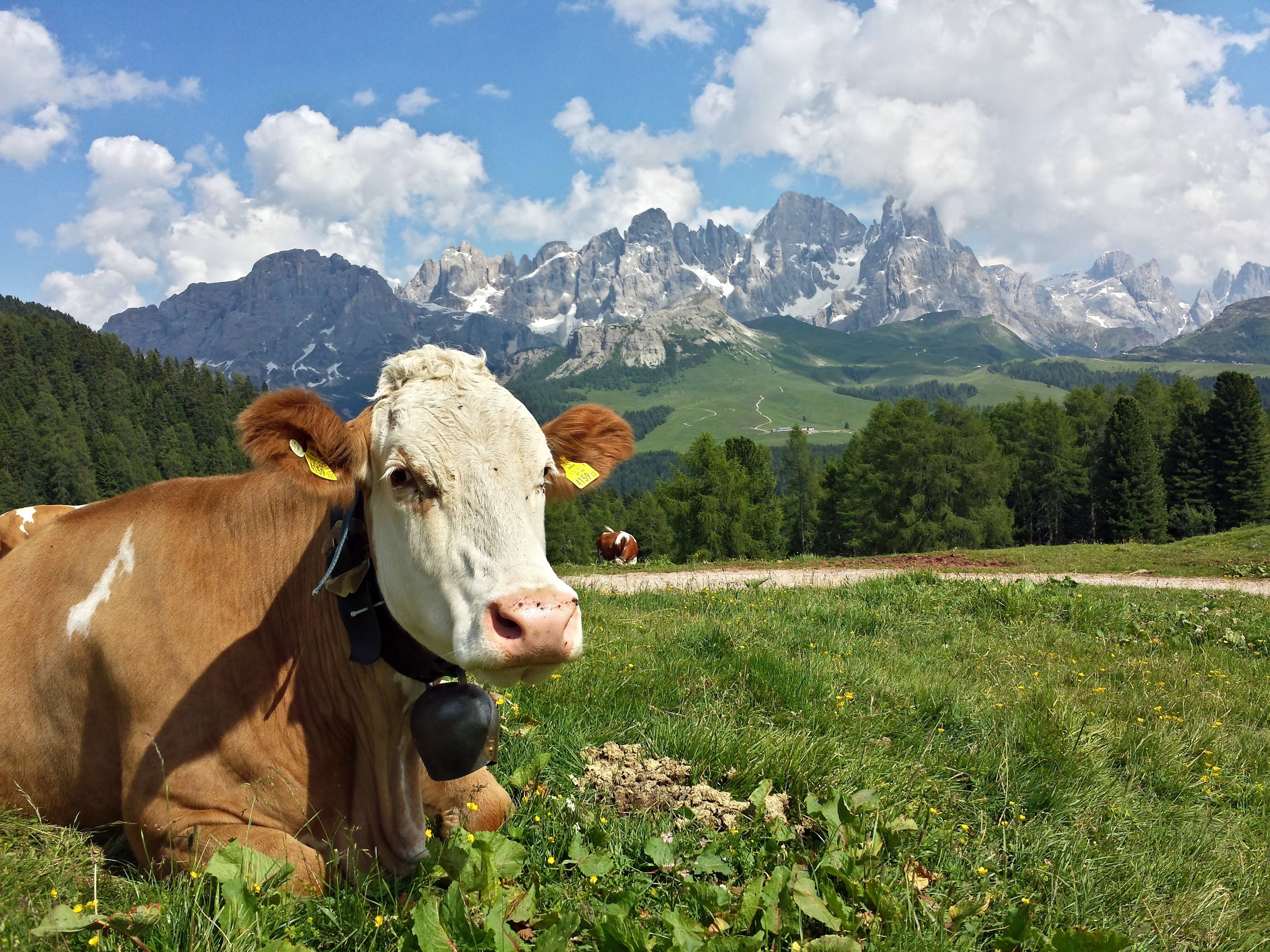 Dolomiti with Cow.jpg