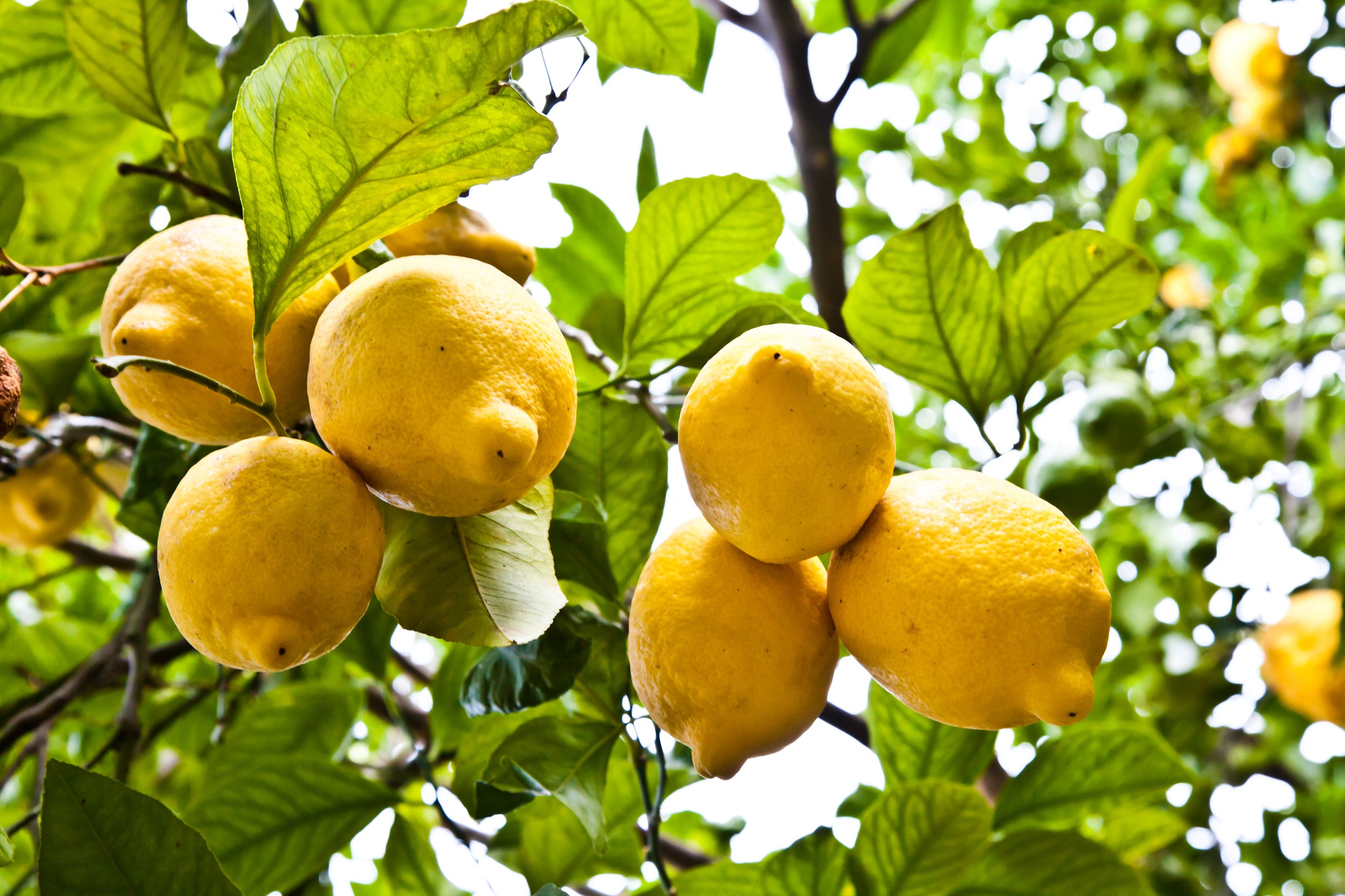 lemon-tree-costiera-amalfitana-tipical-italian-location-this-fruit.jpg