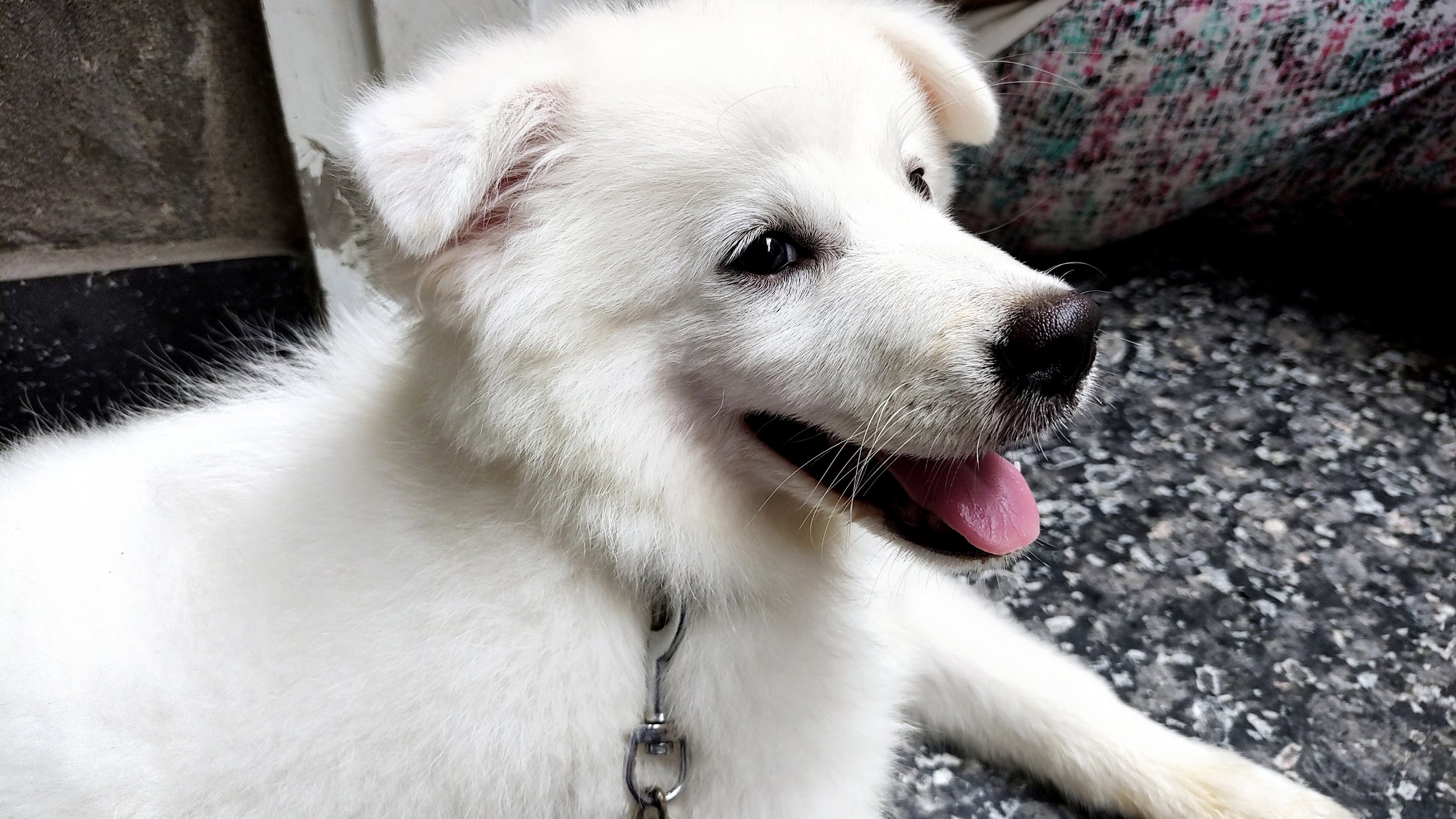 closup-cute-white-puppy-dog-portrait-portrait-maremma-sheepdog-shepherd-dog-maremmano-abruzzese.jpg
