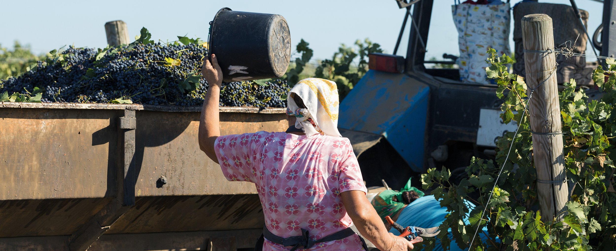  Harvest time 