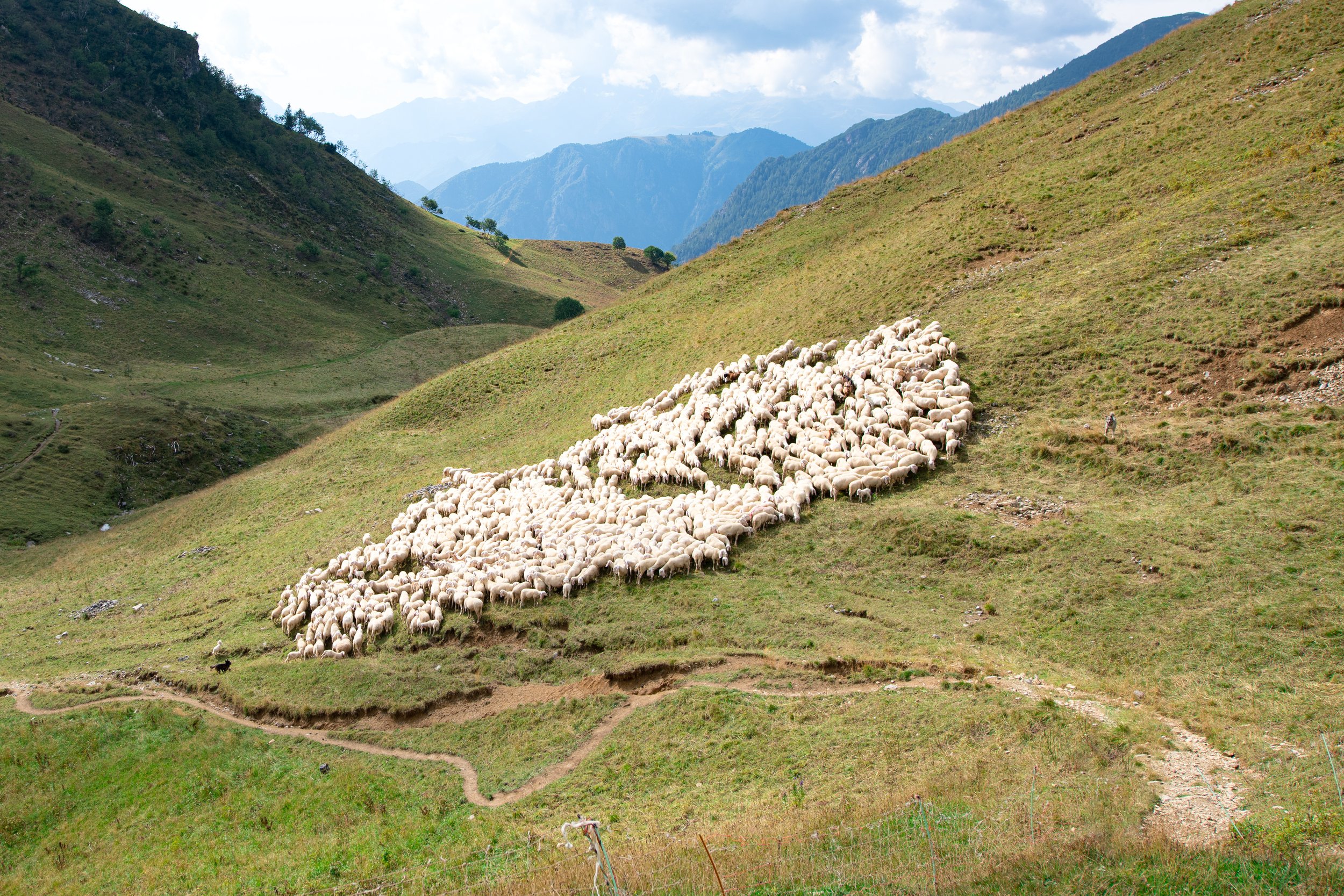 flock-sheep-near-mountain-trail-brembana-valley-italy.jpg
