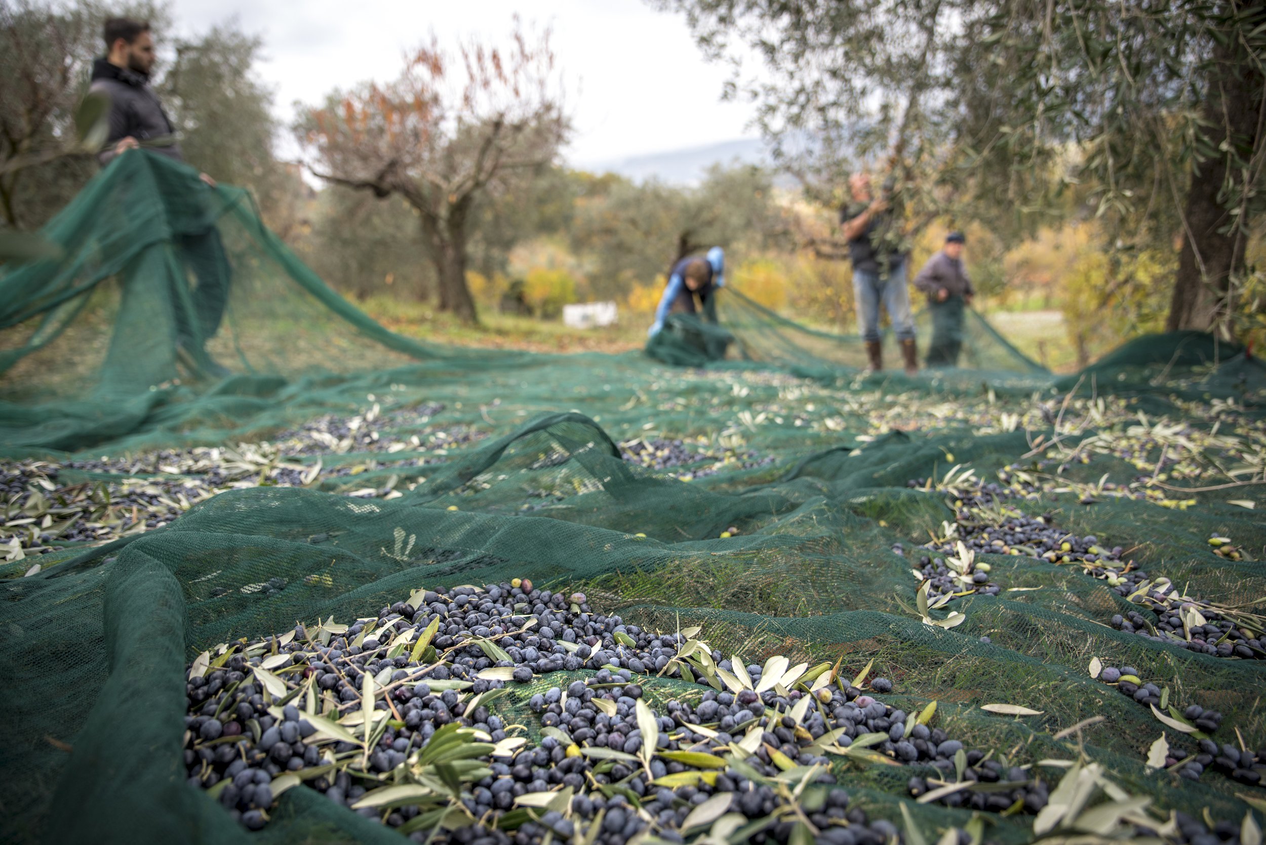 dreamstime_l_128435689 Olive Harvest by S Valvola.jpg