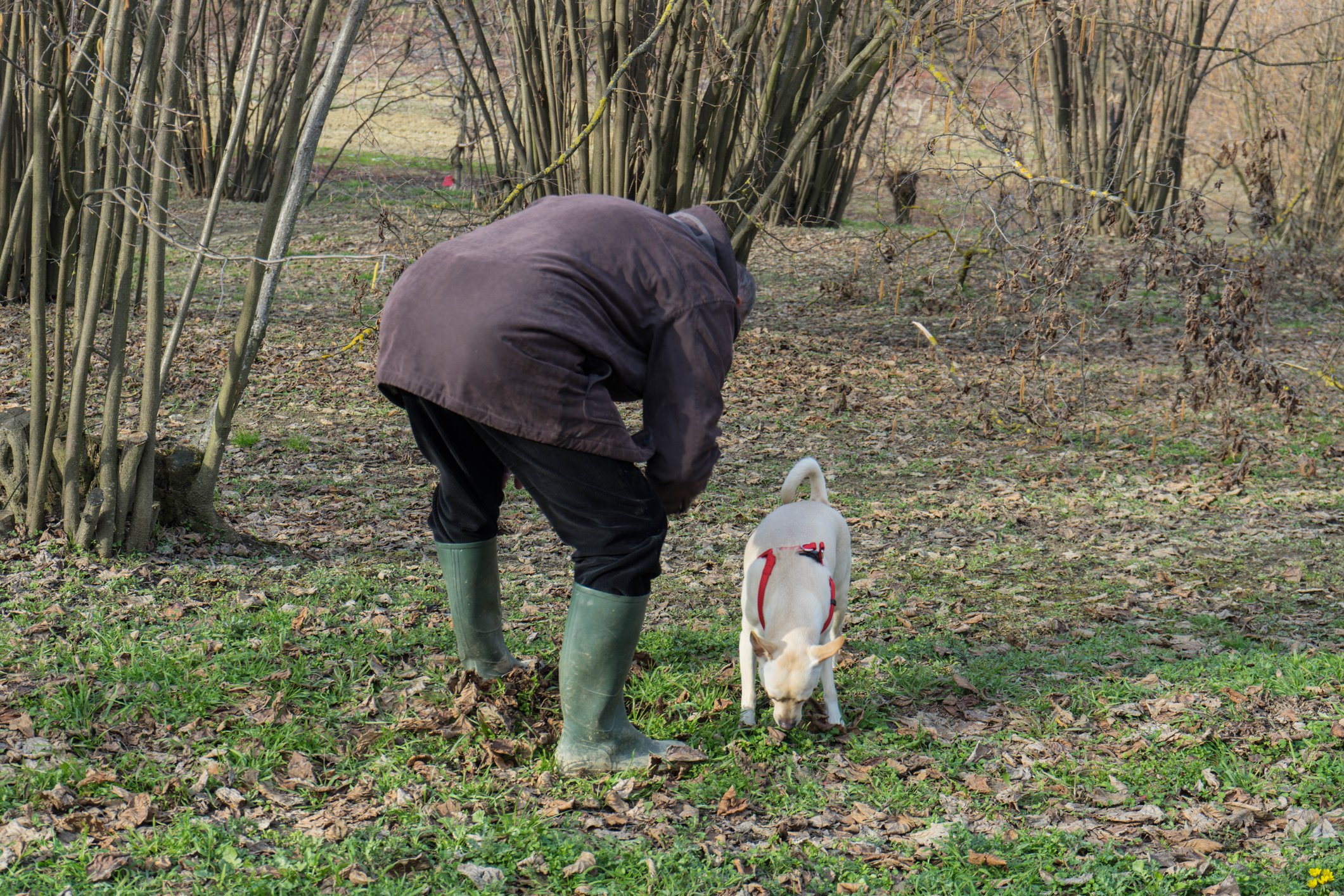 dreamstime_m_118569429 Truffle hunting by C Gianfranco.jpg