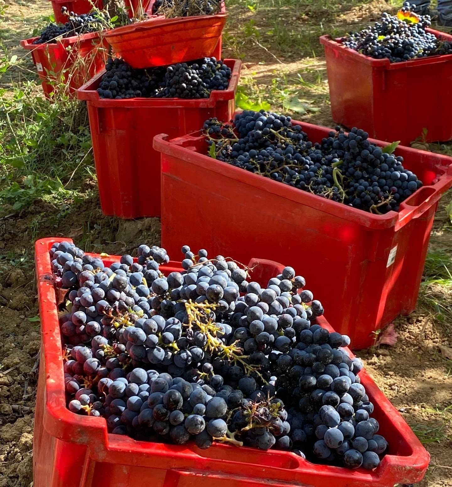 Grapes from harvest in large red bins.jpg