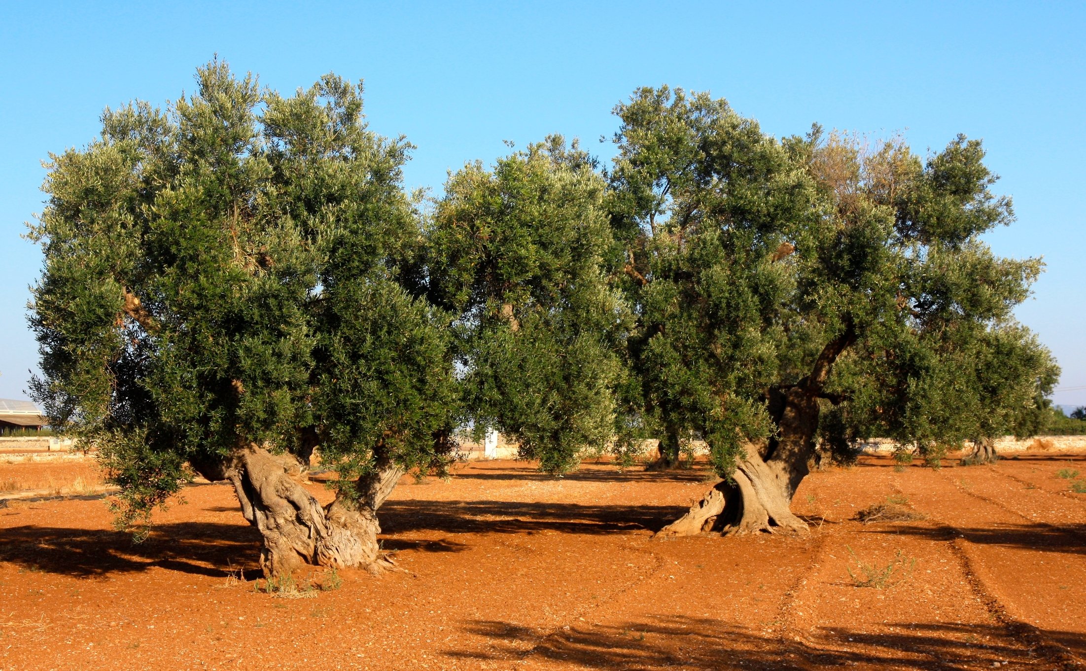 dreamstime_m_6986657 Ancient Olive trees in Apuglia.jpg
