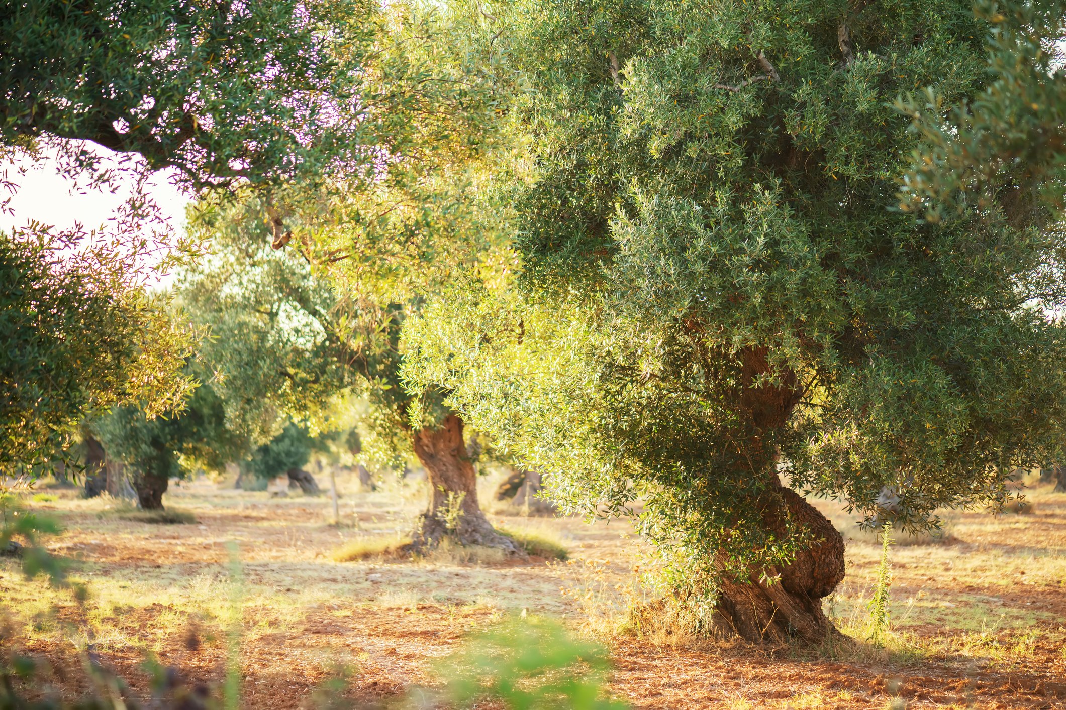 dreamstime_m_163199363 Olive Trees.jpg