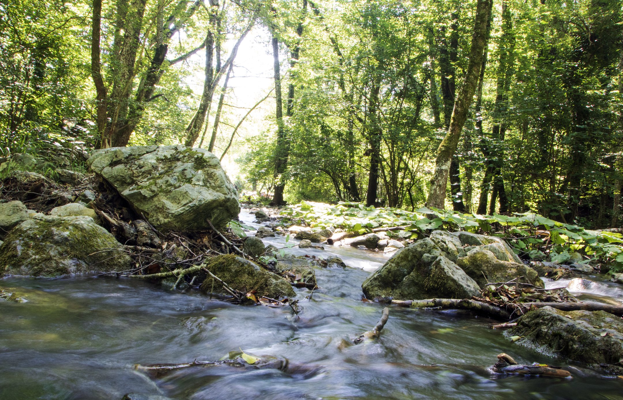 dreamstime_m_221354260 Pollino by Laudibi.jpg