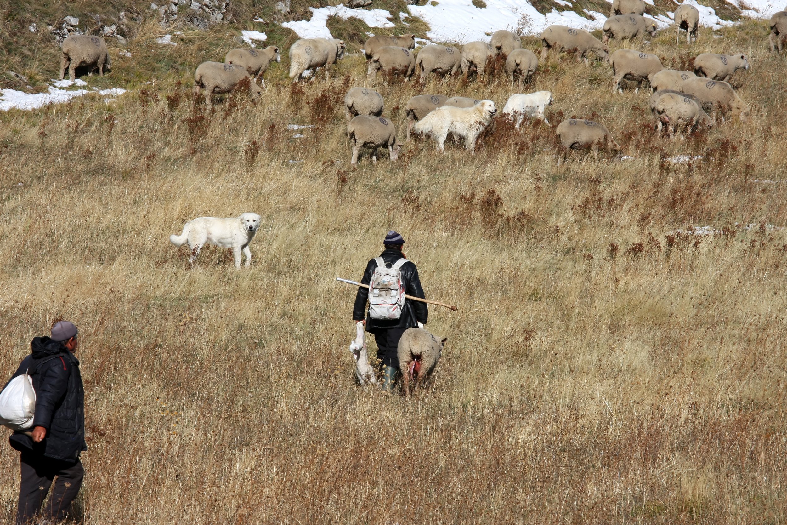 Shepherds with maremmano.jpg