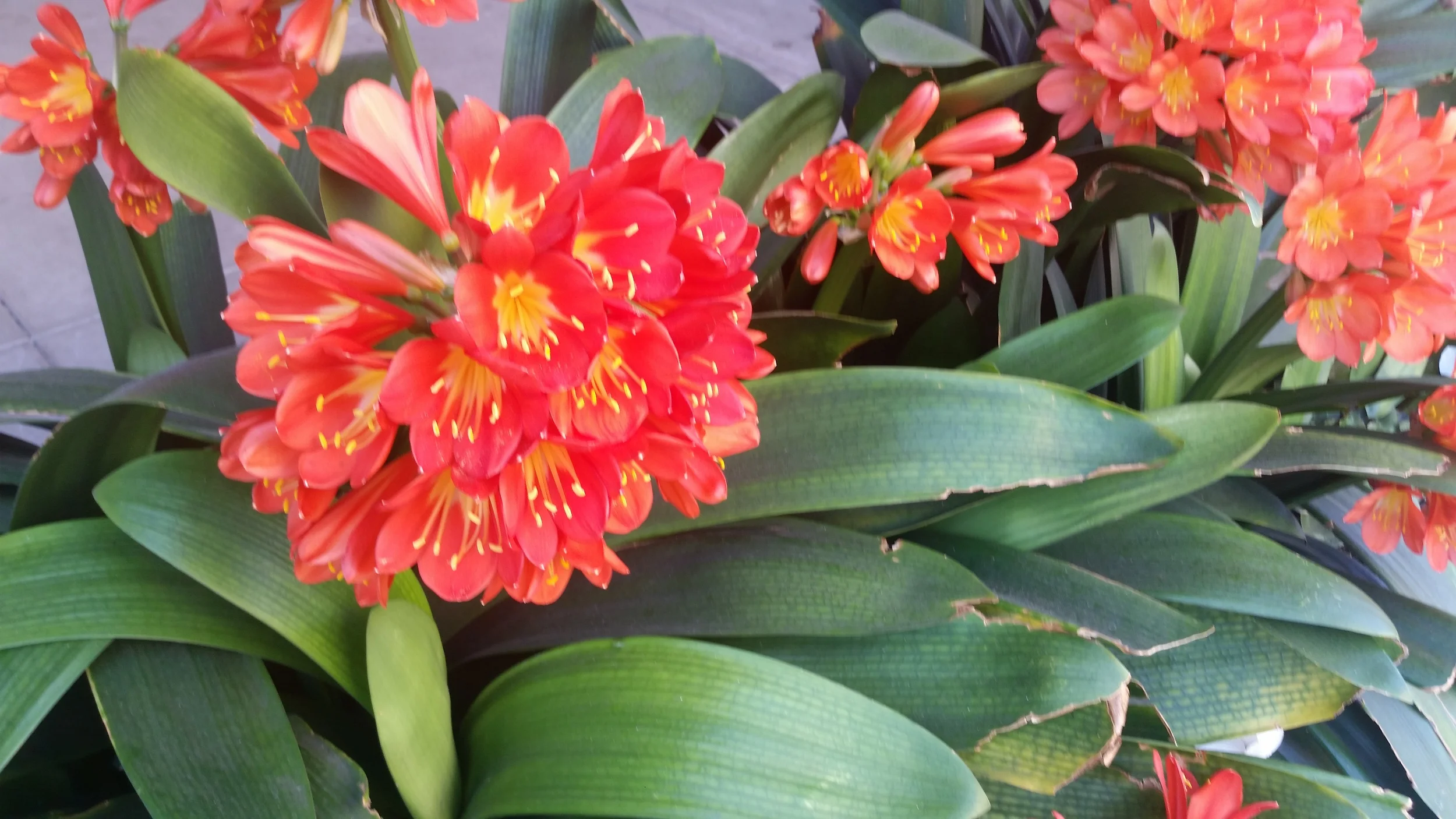 One of the flowers I came across on my walk through Oakland. So gorgeous! (This is with no filter!)