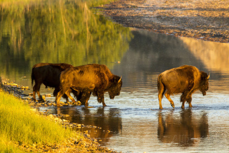 chuck-haney-bison-wildlife-crossing-little-missouri-river-theodore-roosevelt-national-park-north-dakota-usa.jpg