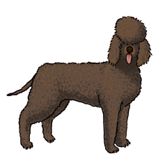 IrishWaterSpaniel.jpg