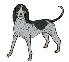 BluetickCoonhound.jpg