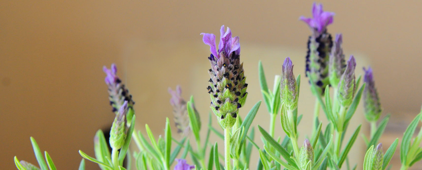 My starter plant for Lavender Container Garden