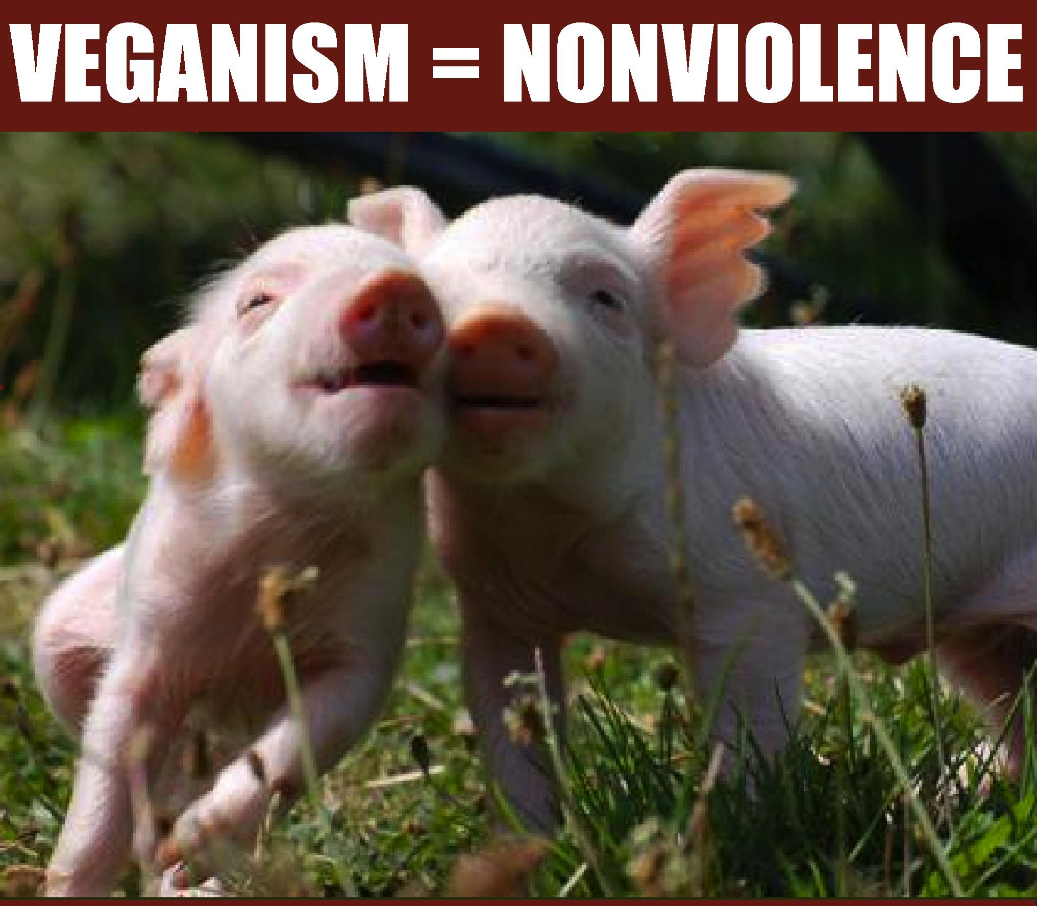 PIGGIES.png