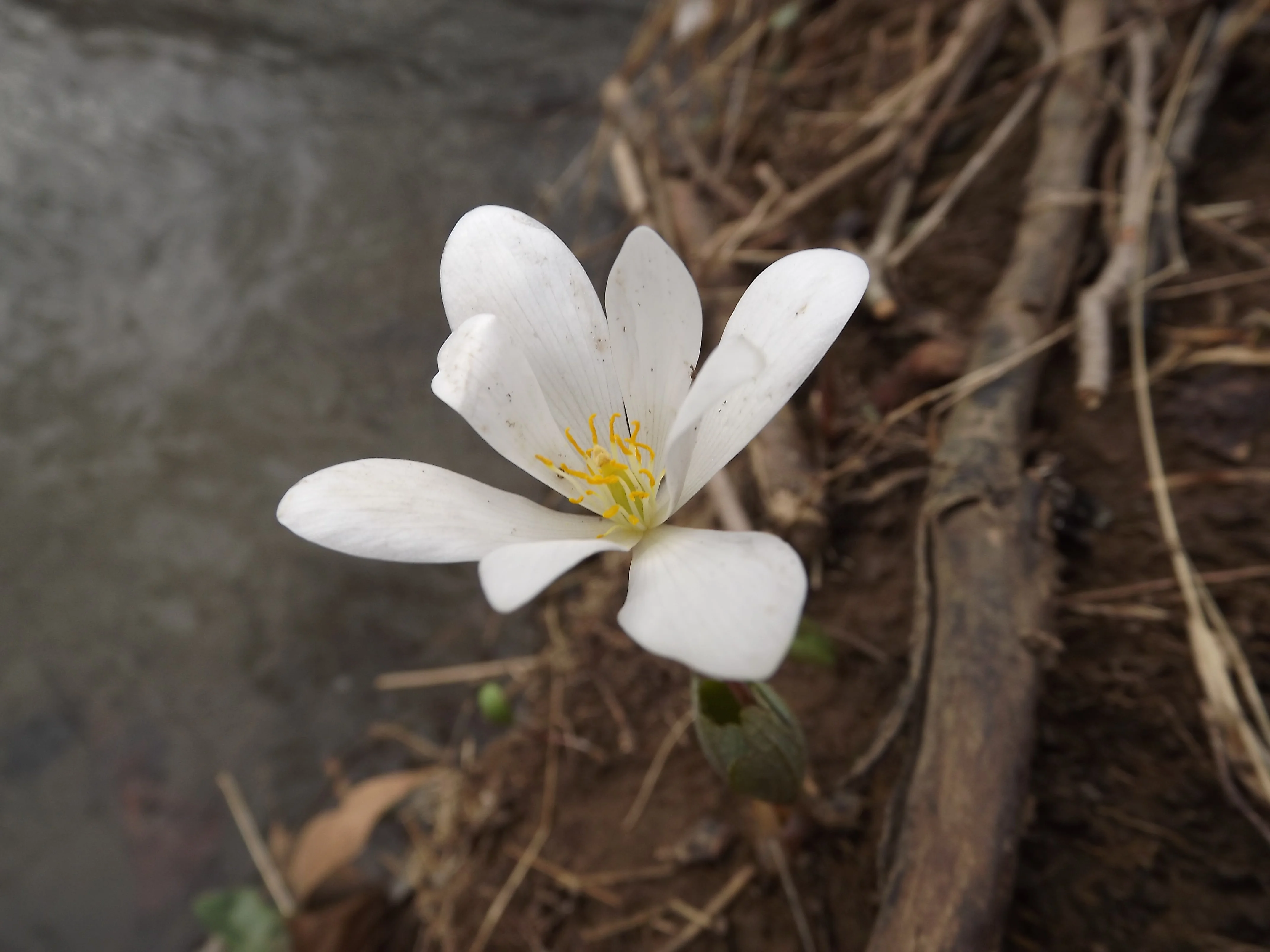 Harbingers of Spring