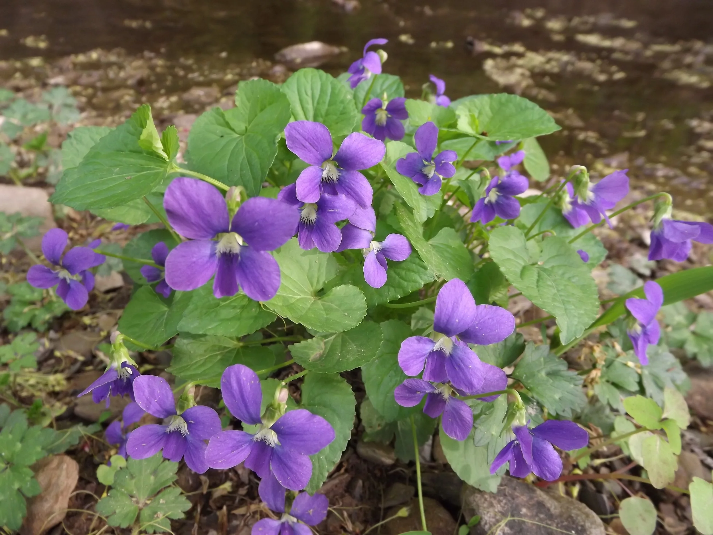 Common Blue Violet Viola papilionacea