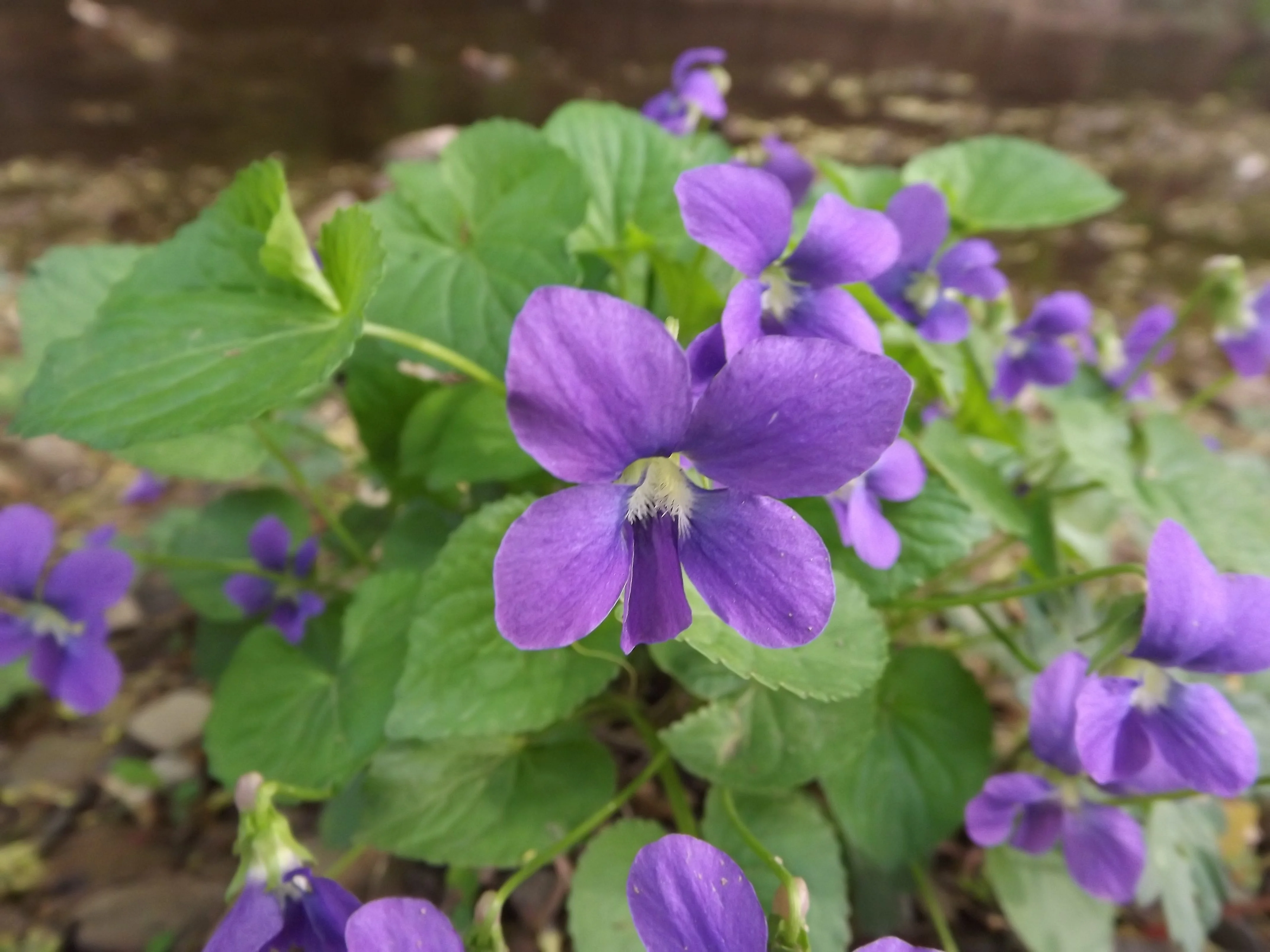 Violets, Trillium, Geraniums and more Violets...