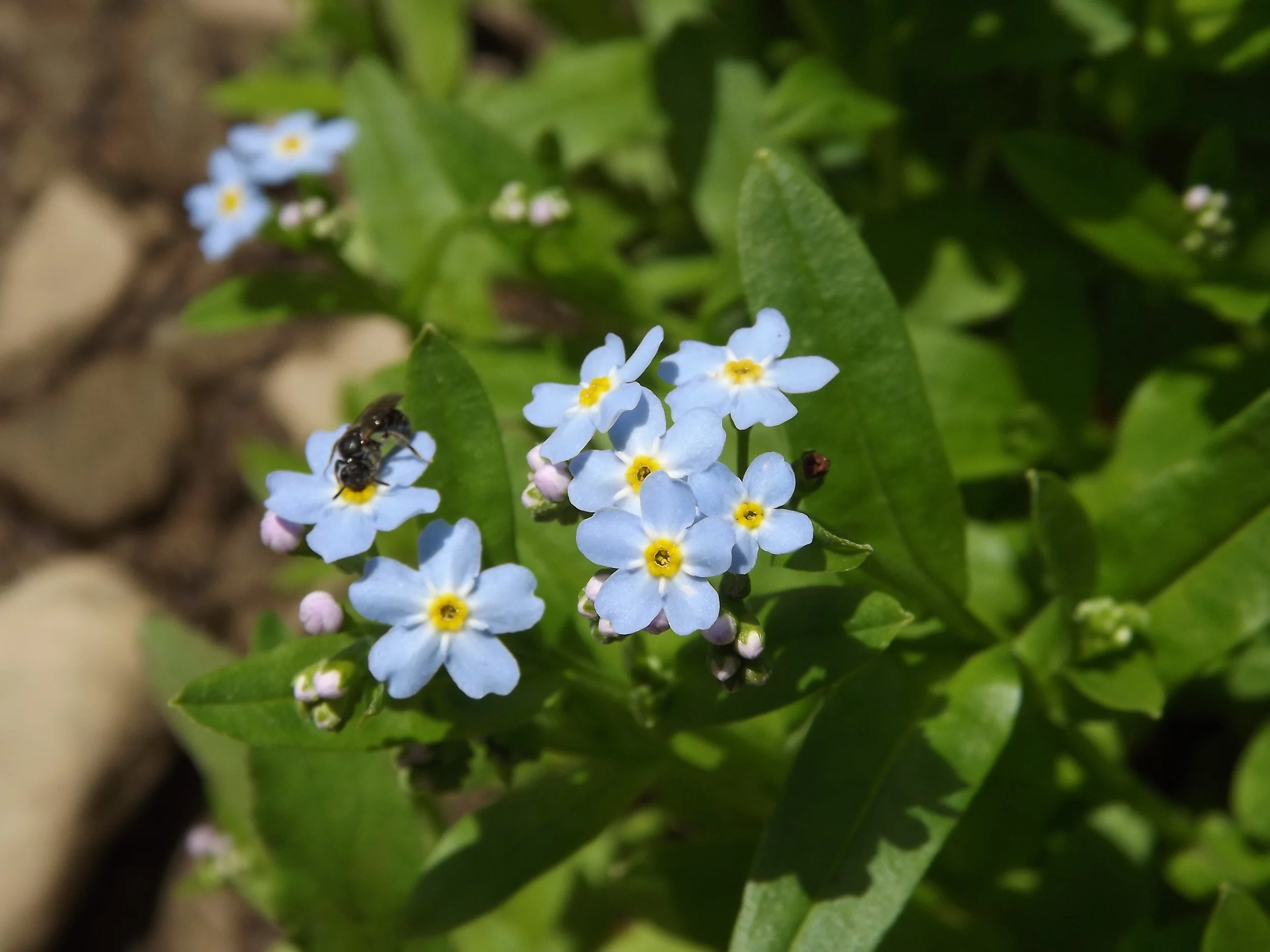 Small Flowered Forget-Me-Not (with a visitor) Myosotis laxa 5.19.13