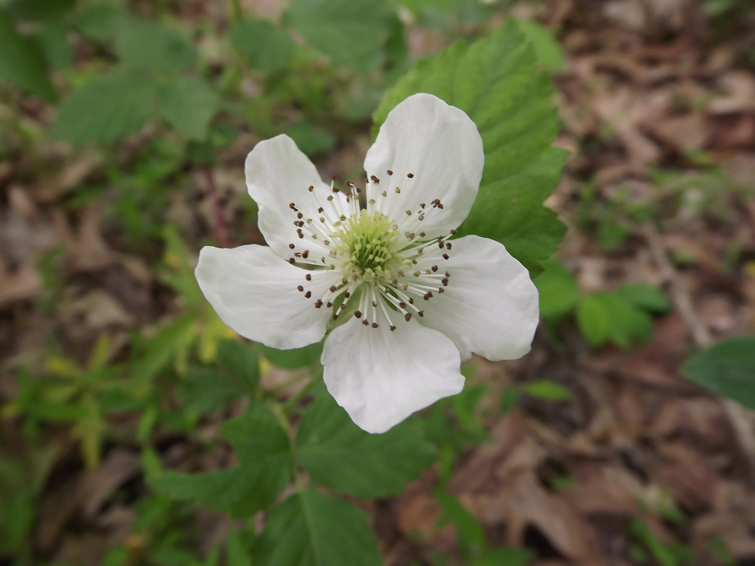 Swamp Dewberry Rubus hispidus 5.19.13