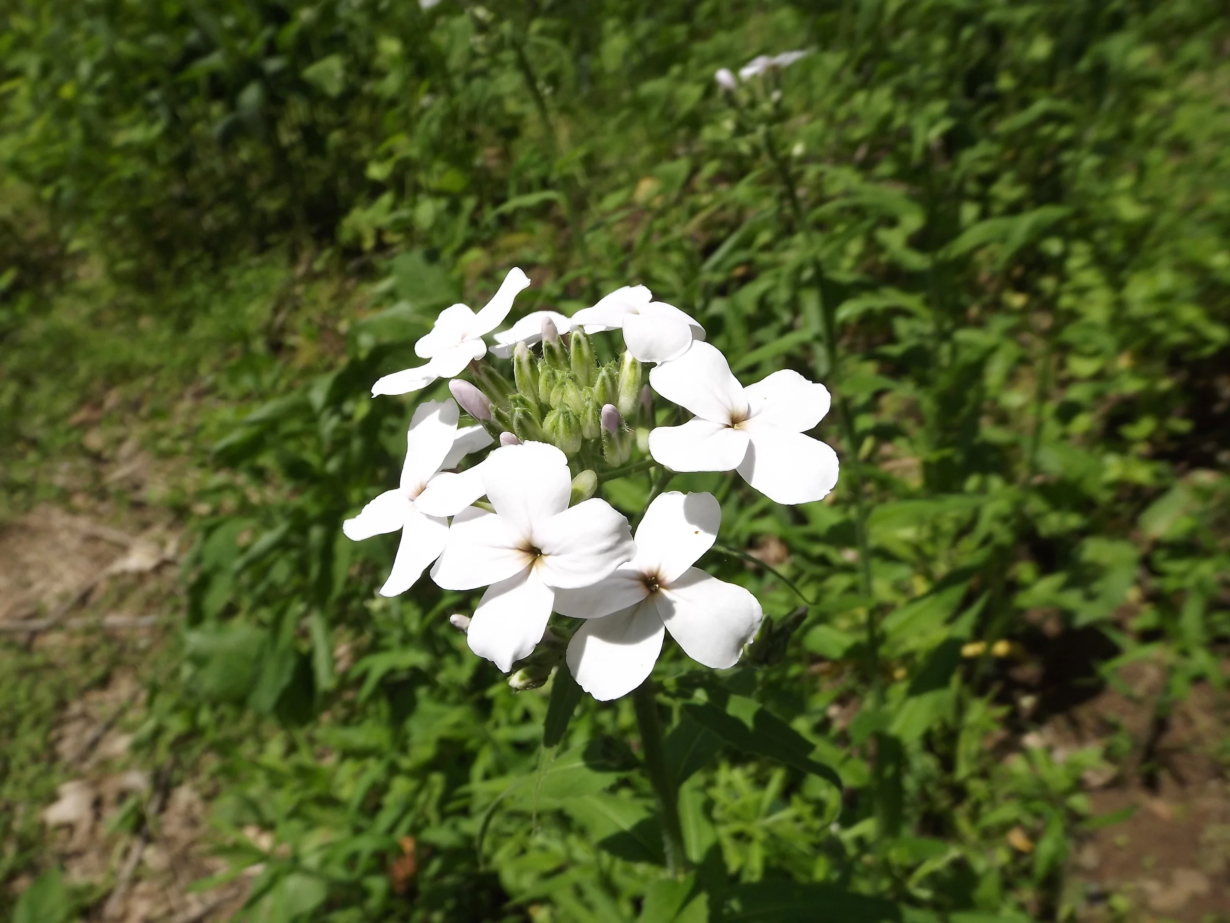 Dame's Rocket (non-native and highly invasive yet beautiful) Hesperis matronalis 5.19.13