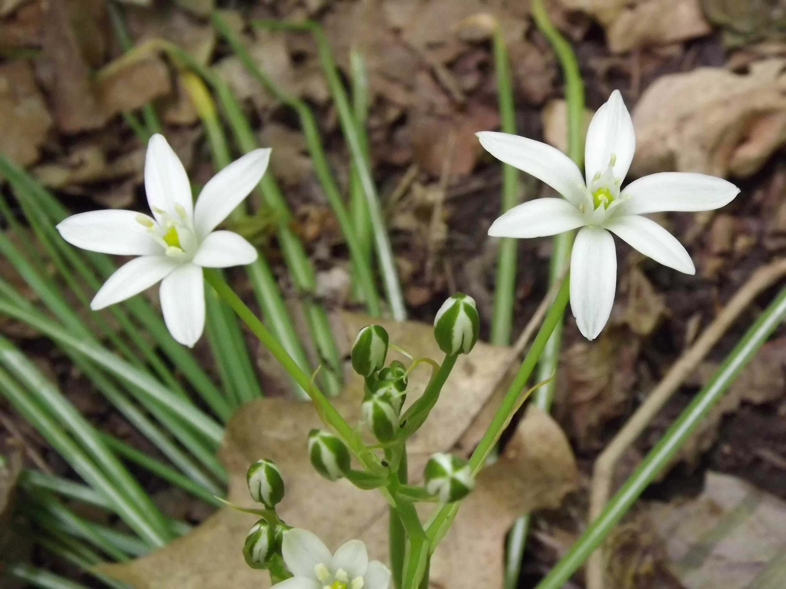 Star Of Bethlehem (non-native) Ornithogalum narbonense 5.19.13