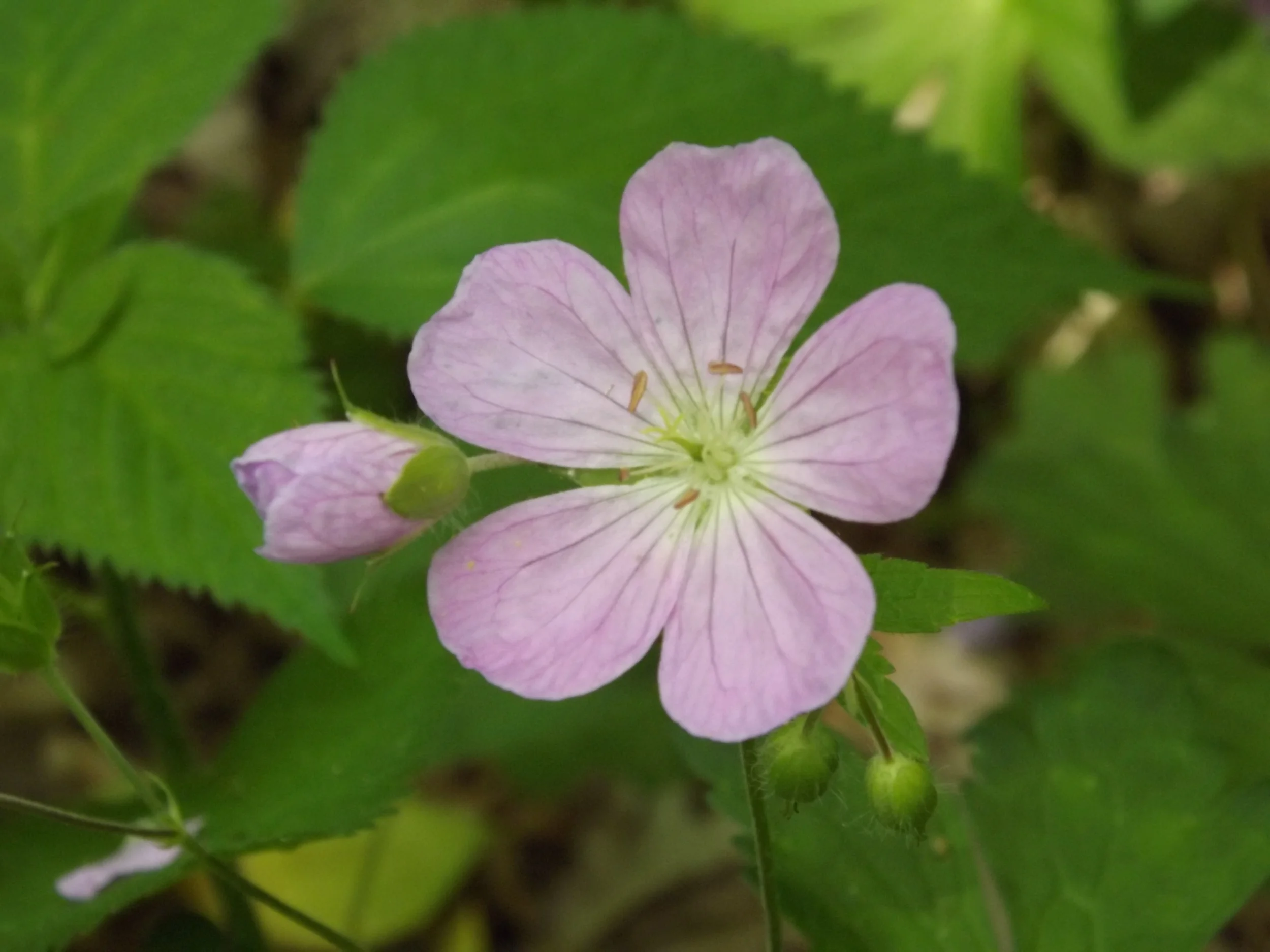 Wild Geranium Geranium maculatum 5.19.13