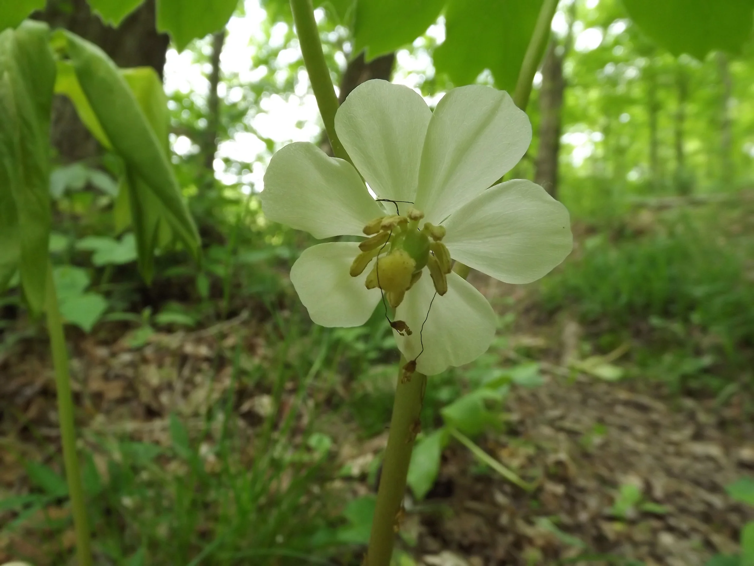 May Apple Podophyllum peltatum 5.19.13