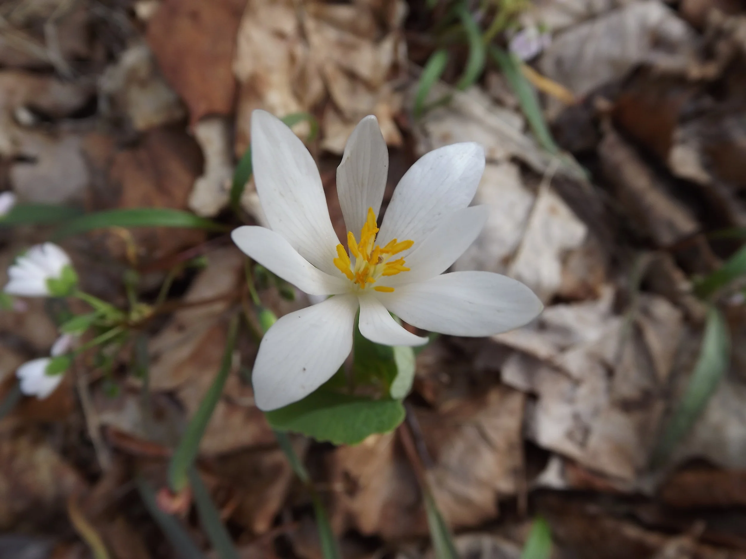 Bloodroot Sanguinaria canadensis 4.17.13