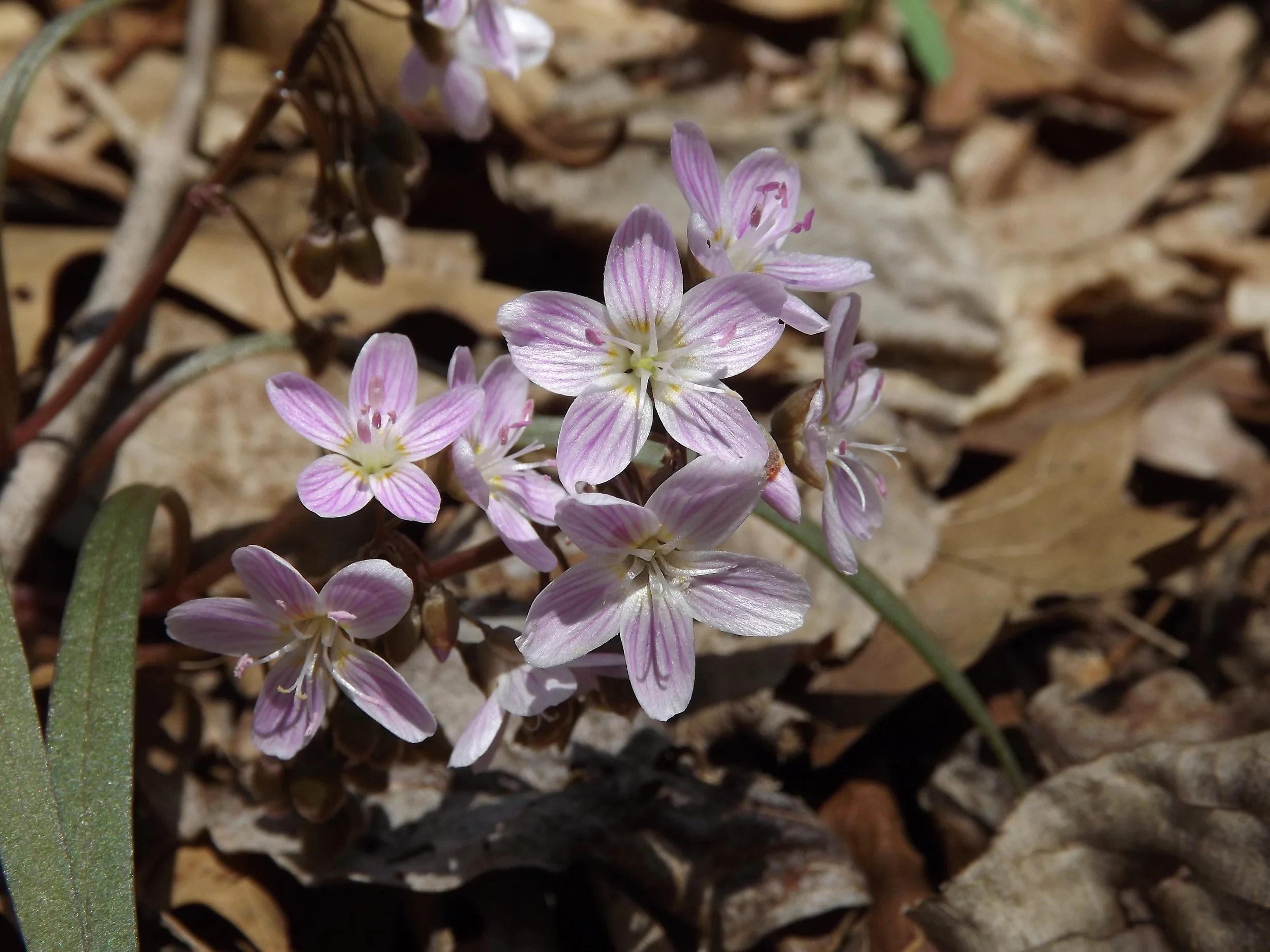 Spring Beauty Claytonia virginica 4.21.13
