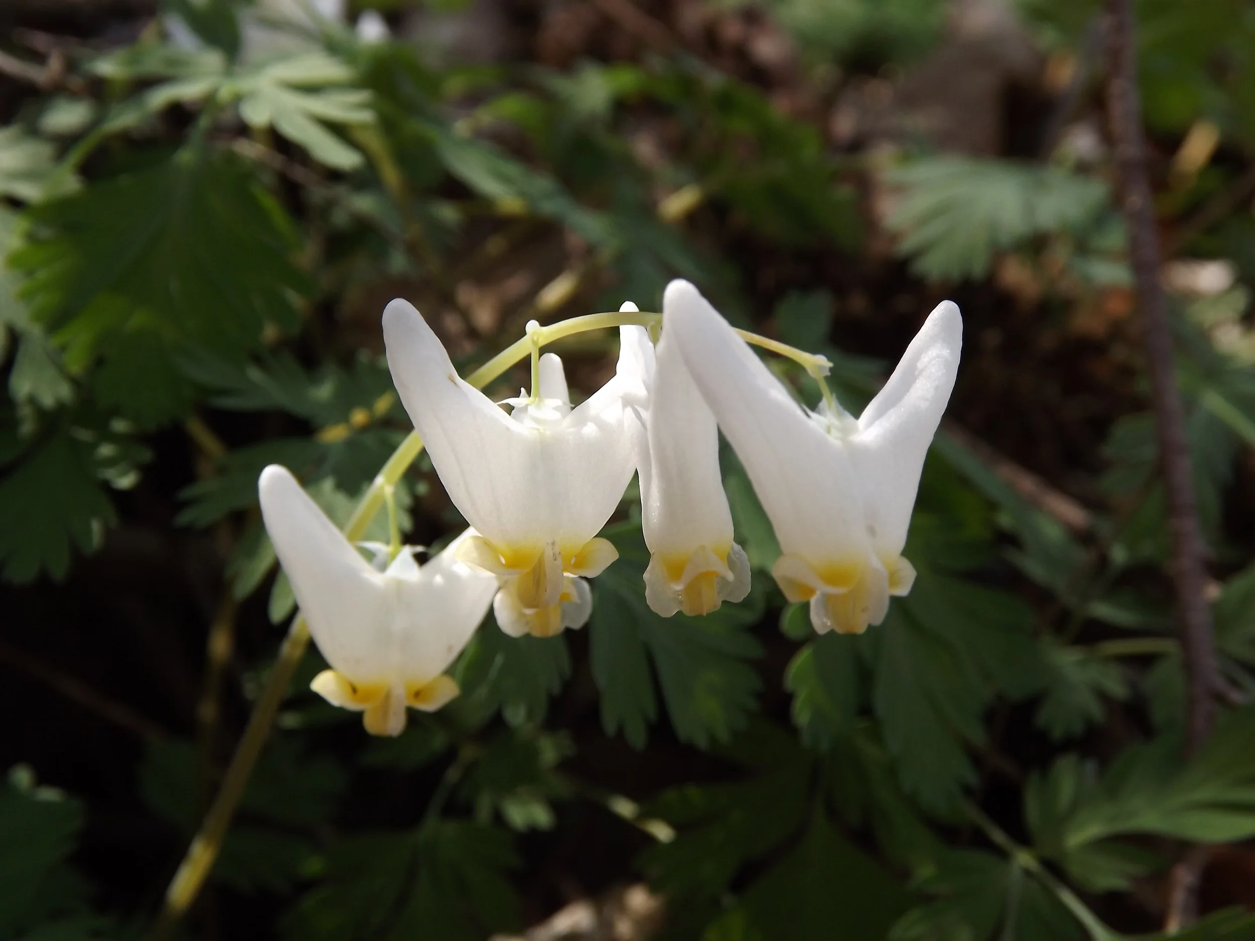 Dutchman's Breeches Dicentra cucullaria 4.21.13