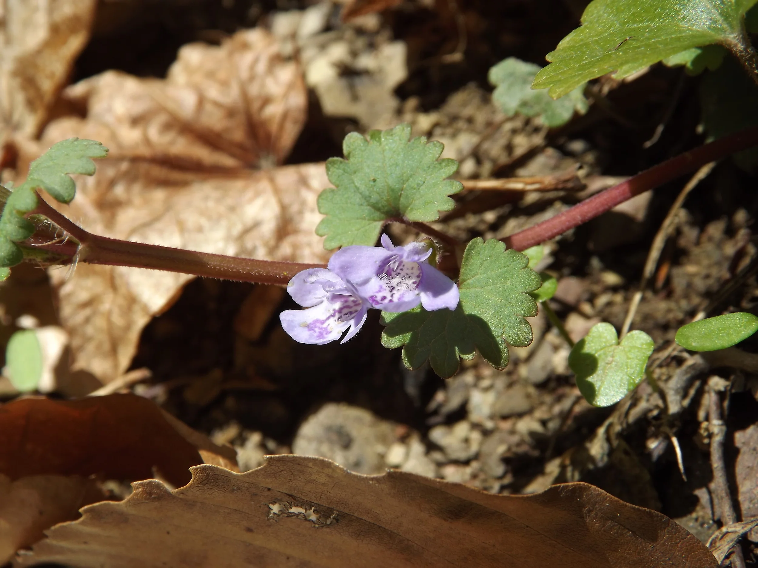 Ground Ivy Glechoma hederacea 4.21.13