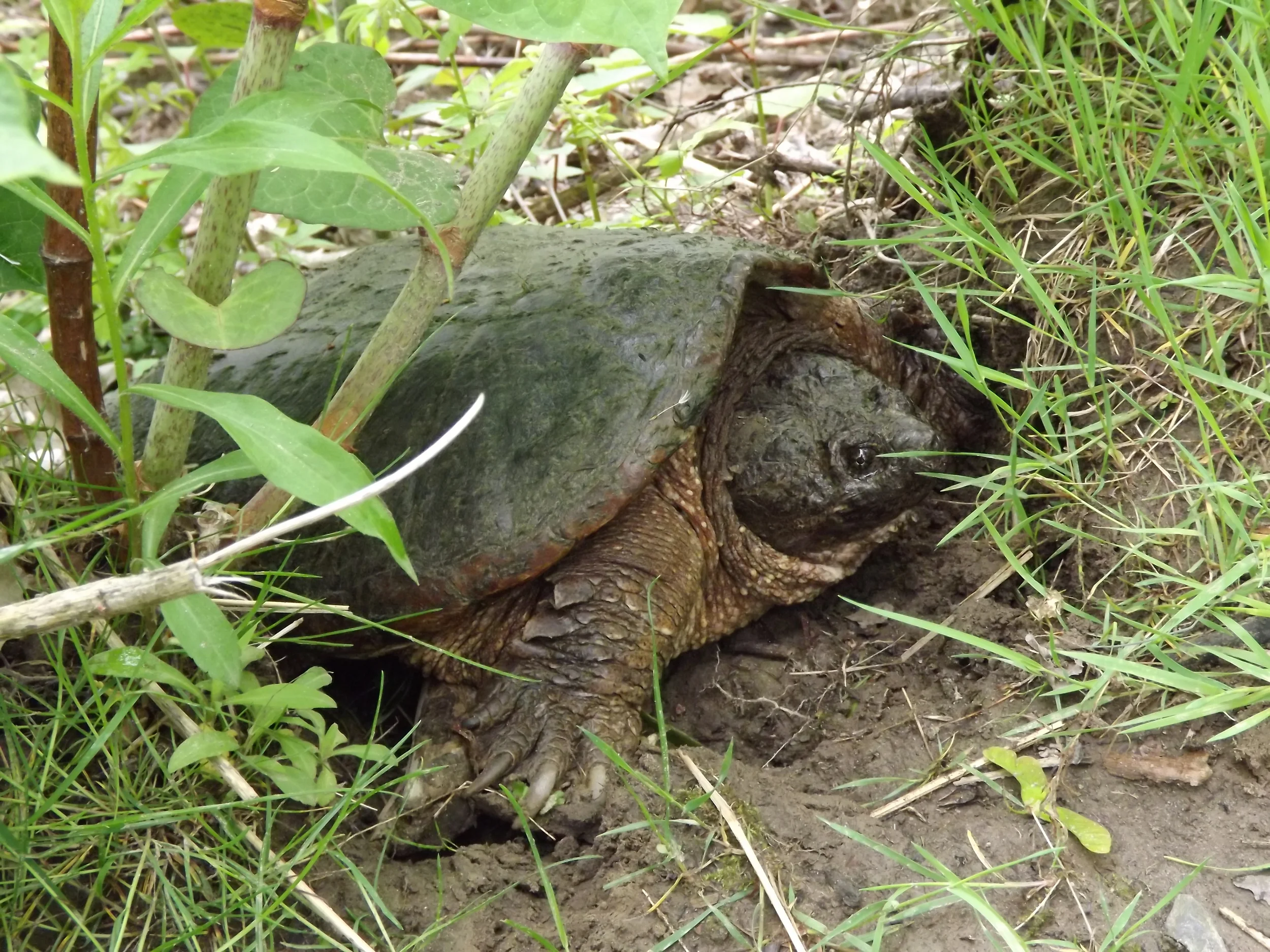 Common Snapping Turtle Chelydra serpentina 5.28.13