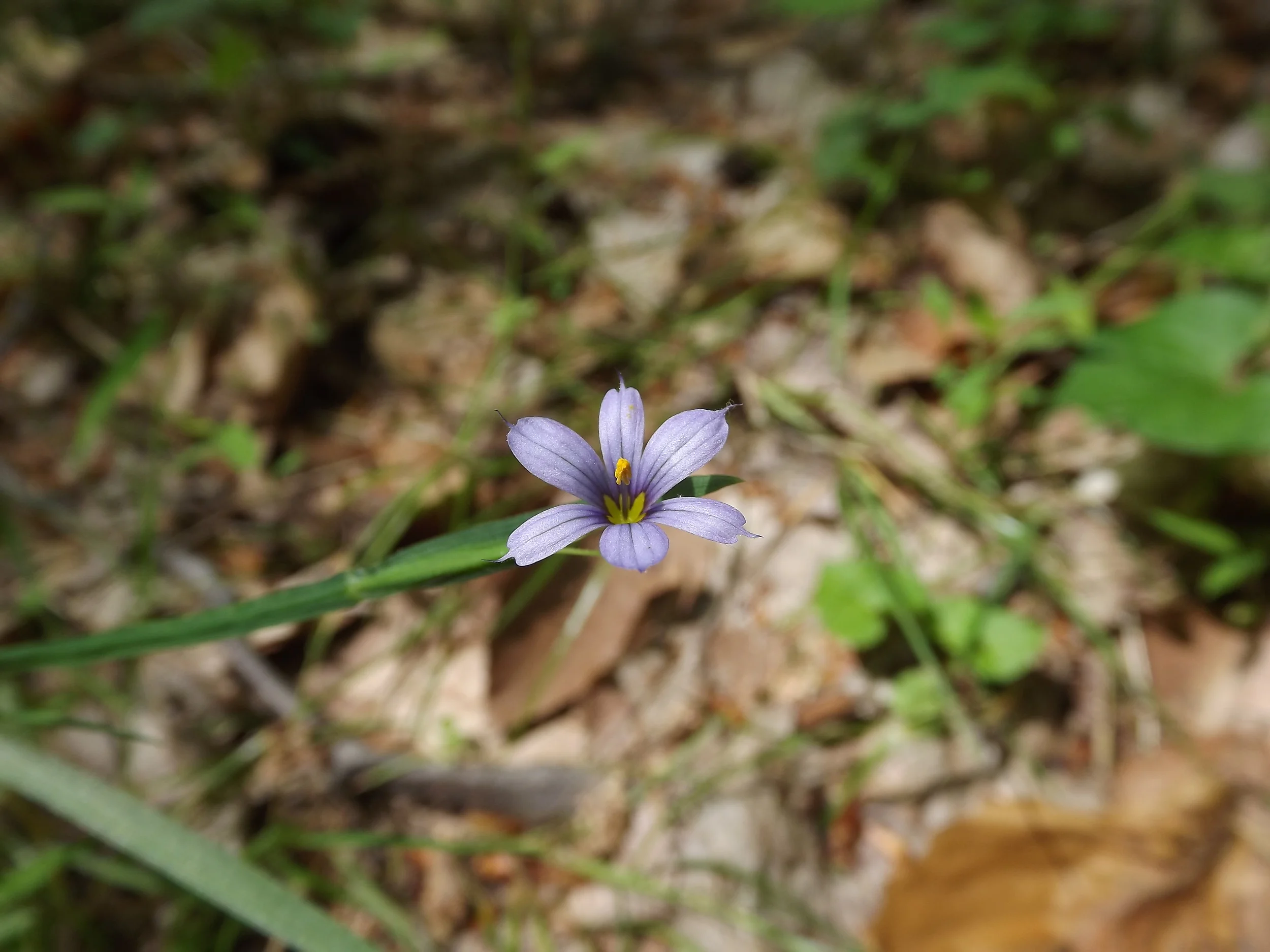 Pointed Blue Eyed Grass Sisyrinchium angustifolium