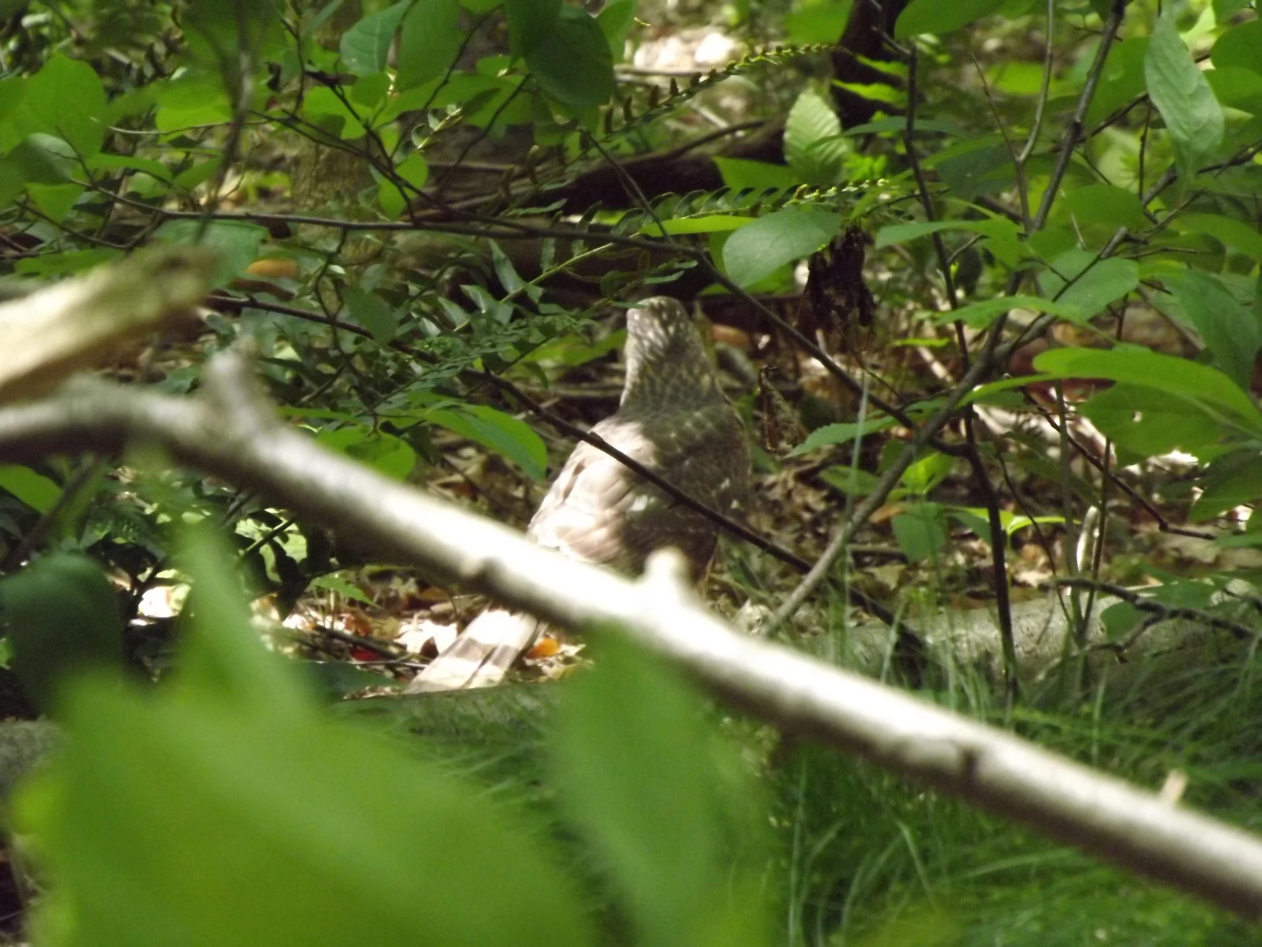 Cooper's Hawk Accipiter cooperii