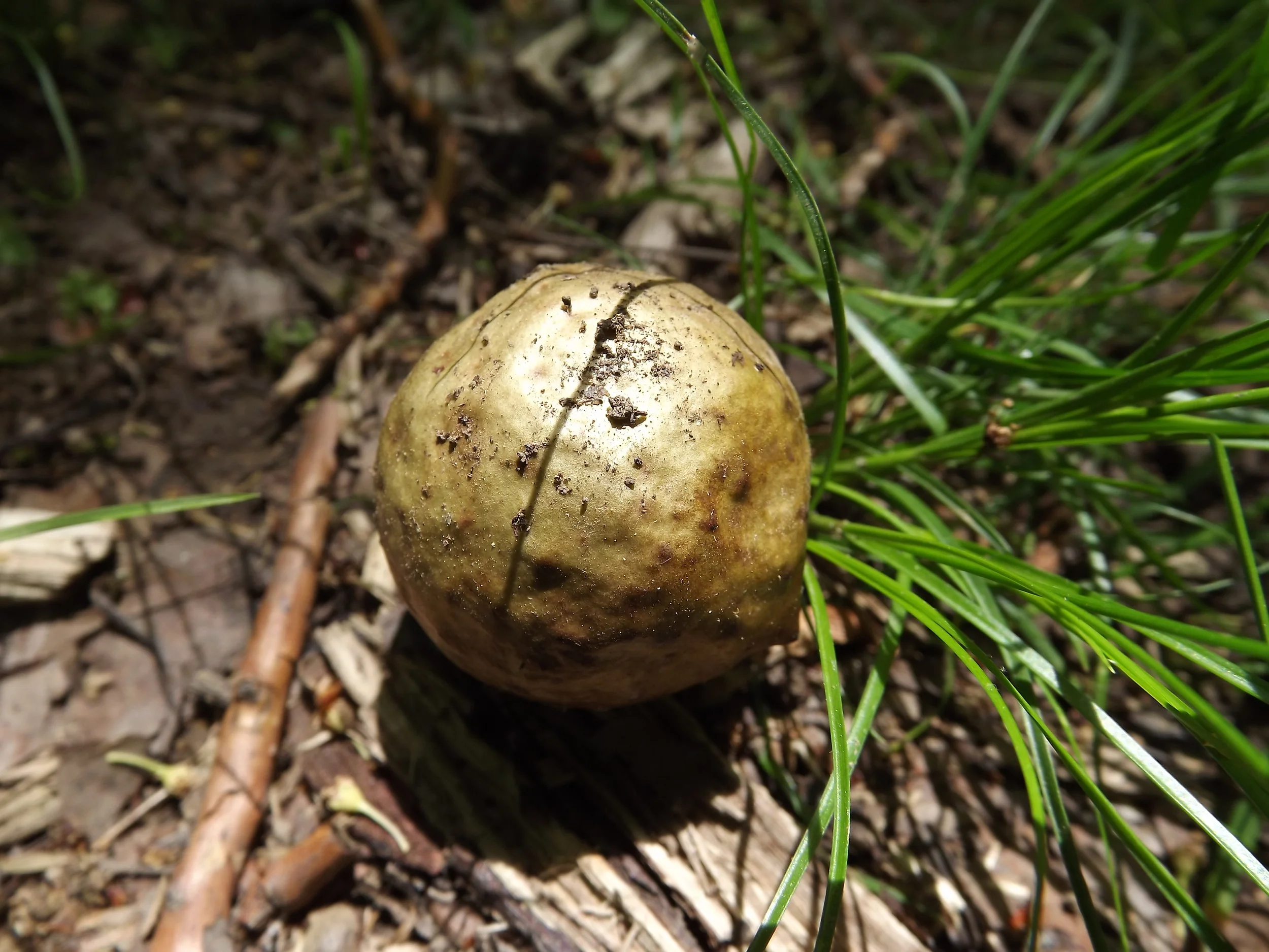 Oak Apple Gall Wasp Amphibolips confluenta