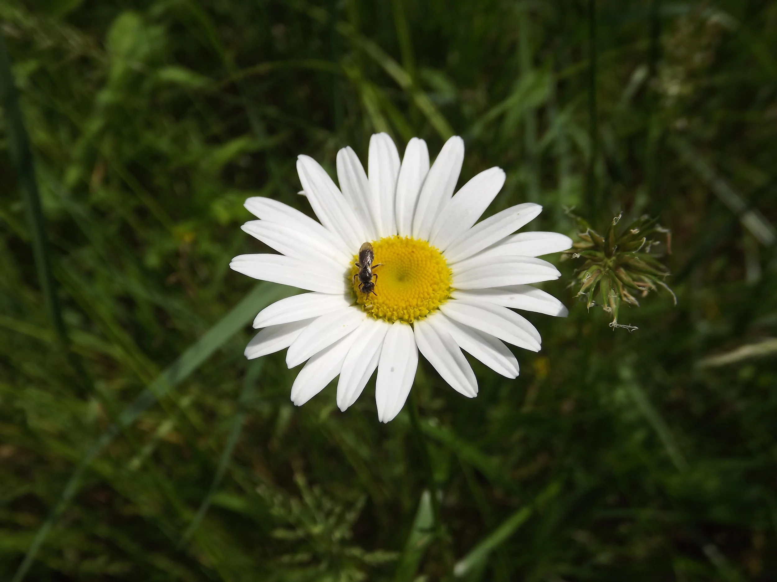 Ox-Eye Daisy (Non-Native) Leucanthemum vulgare