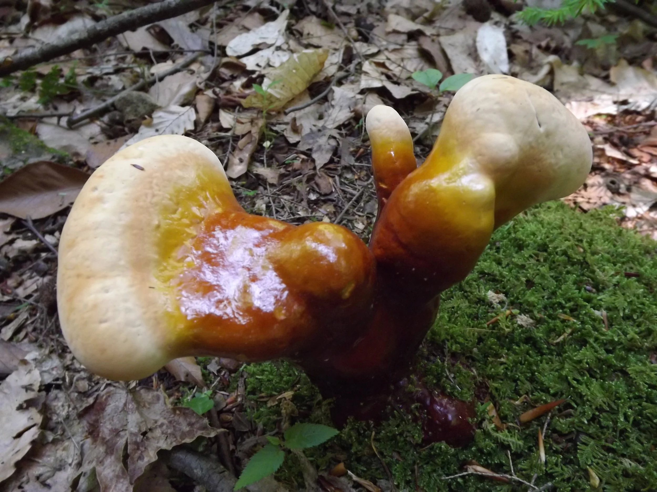 Hemlock Varnish Conk Ganoderma tsugae