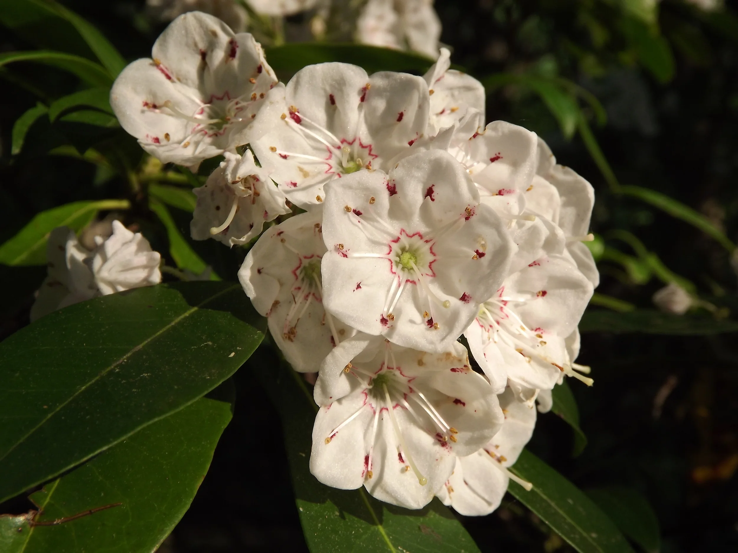 Mountain Laurel Kalmia latifolia