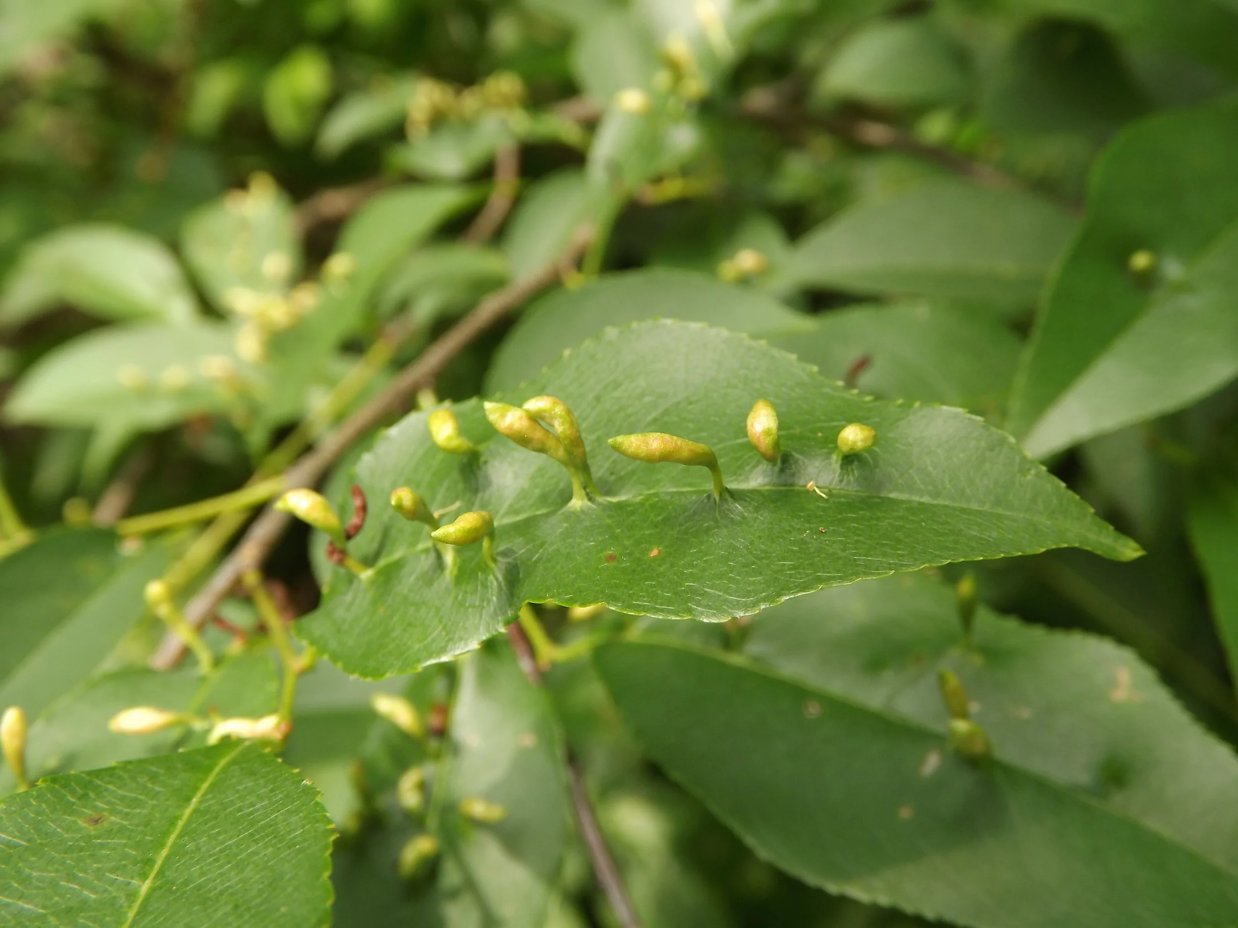 Black Cherry Finger Gall Mite Eriophyes cerasicrumena