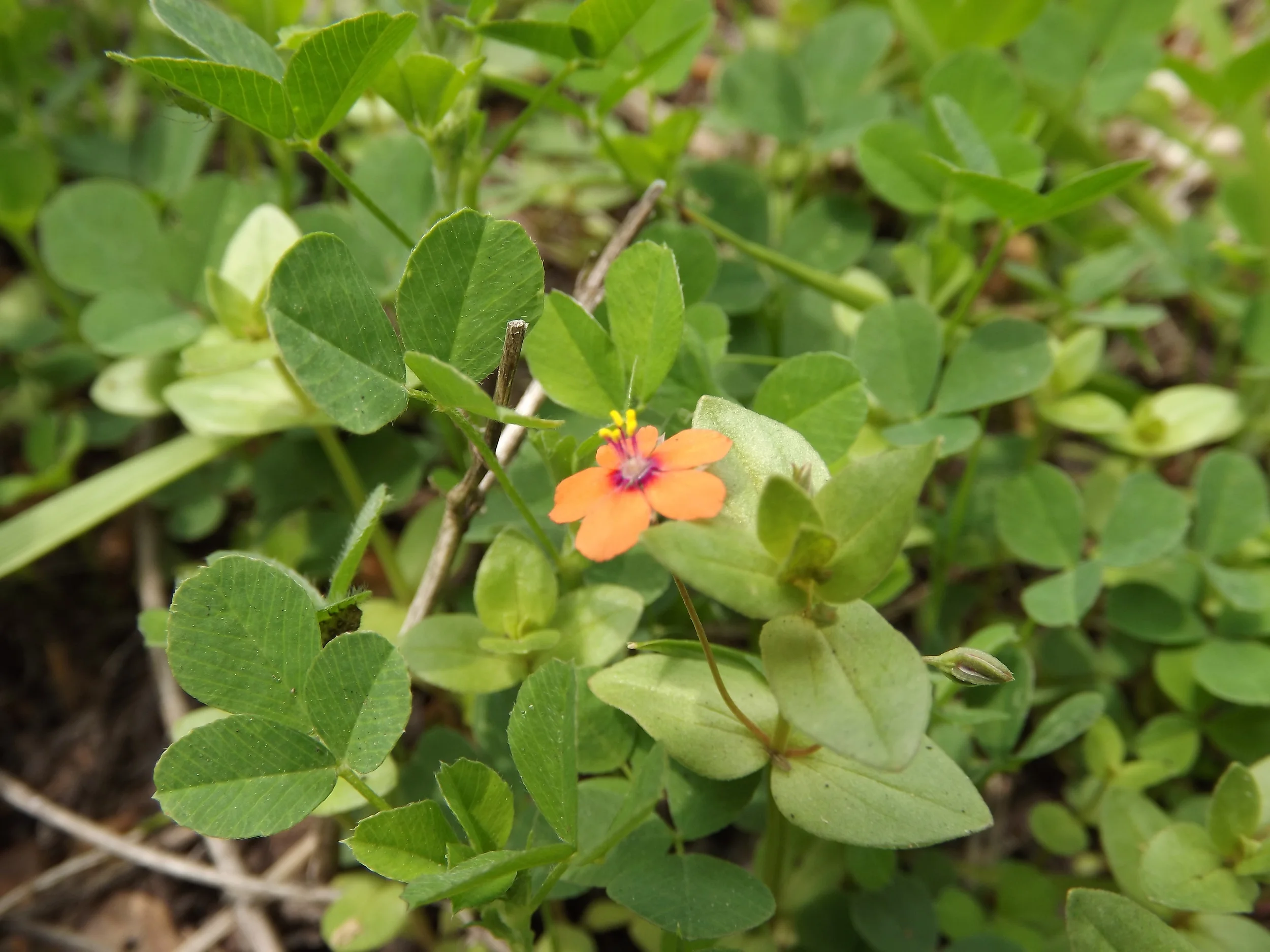 Scarlet Pimpernel (Non Native) Anagallis arvensis