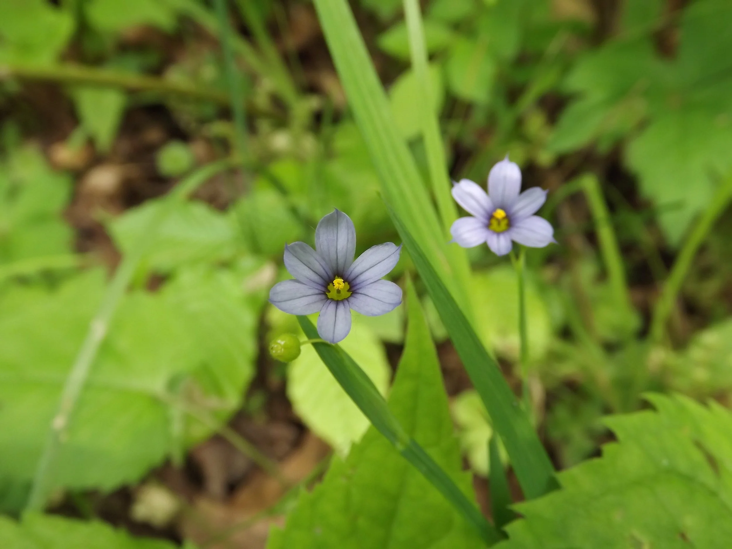 Pointed Blue Eyed Grass Sisyrinchium angustifolium