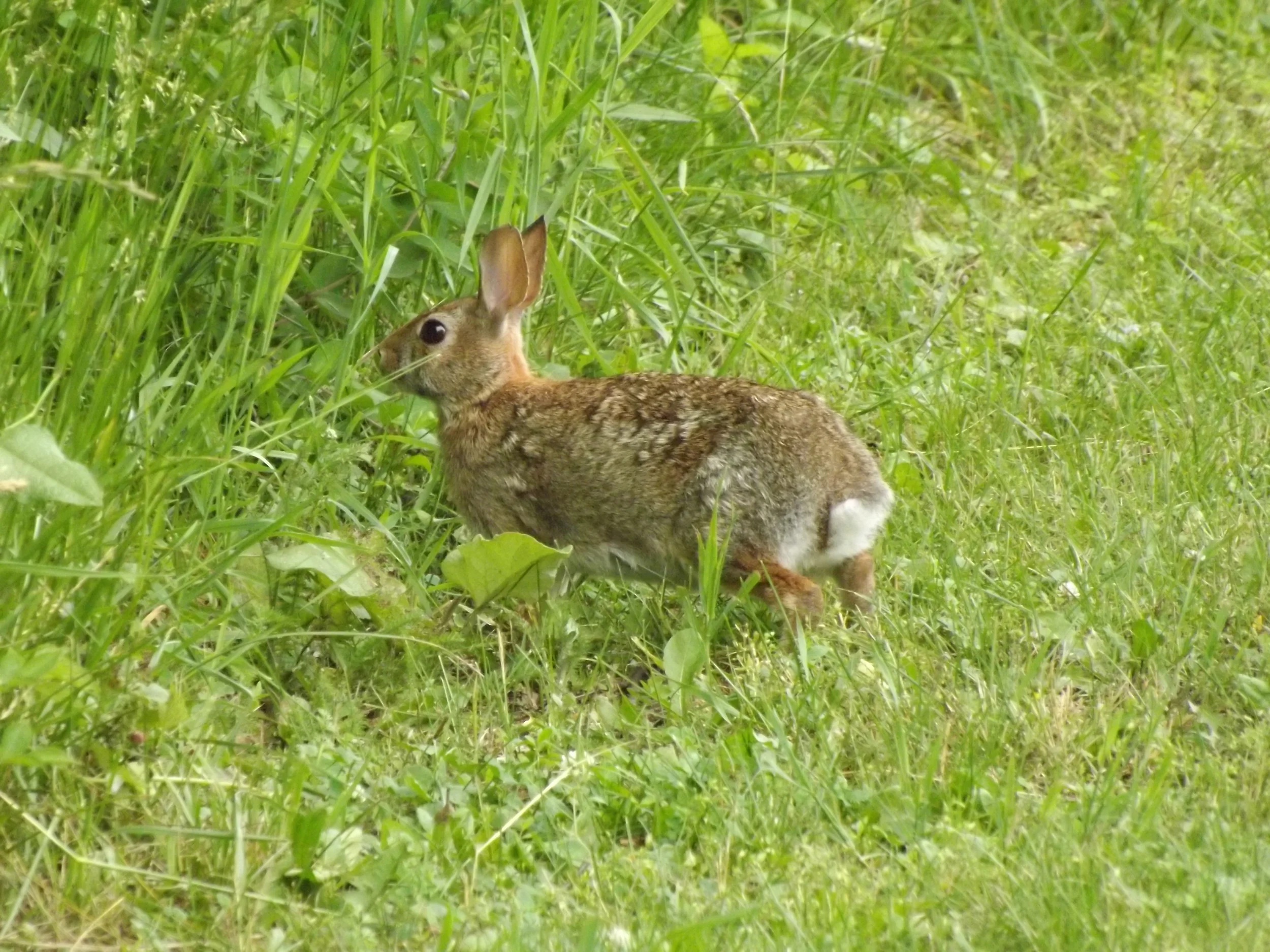 Eastern Cottontail Sylvilagus floridanus 