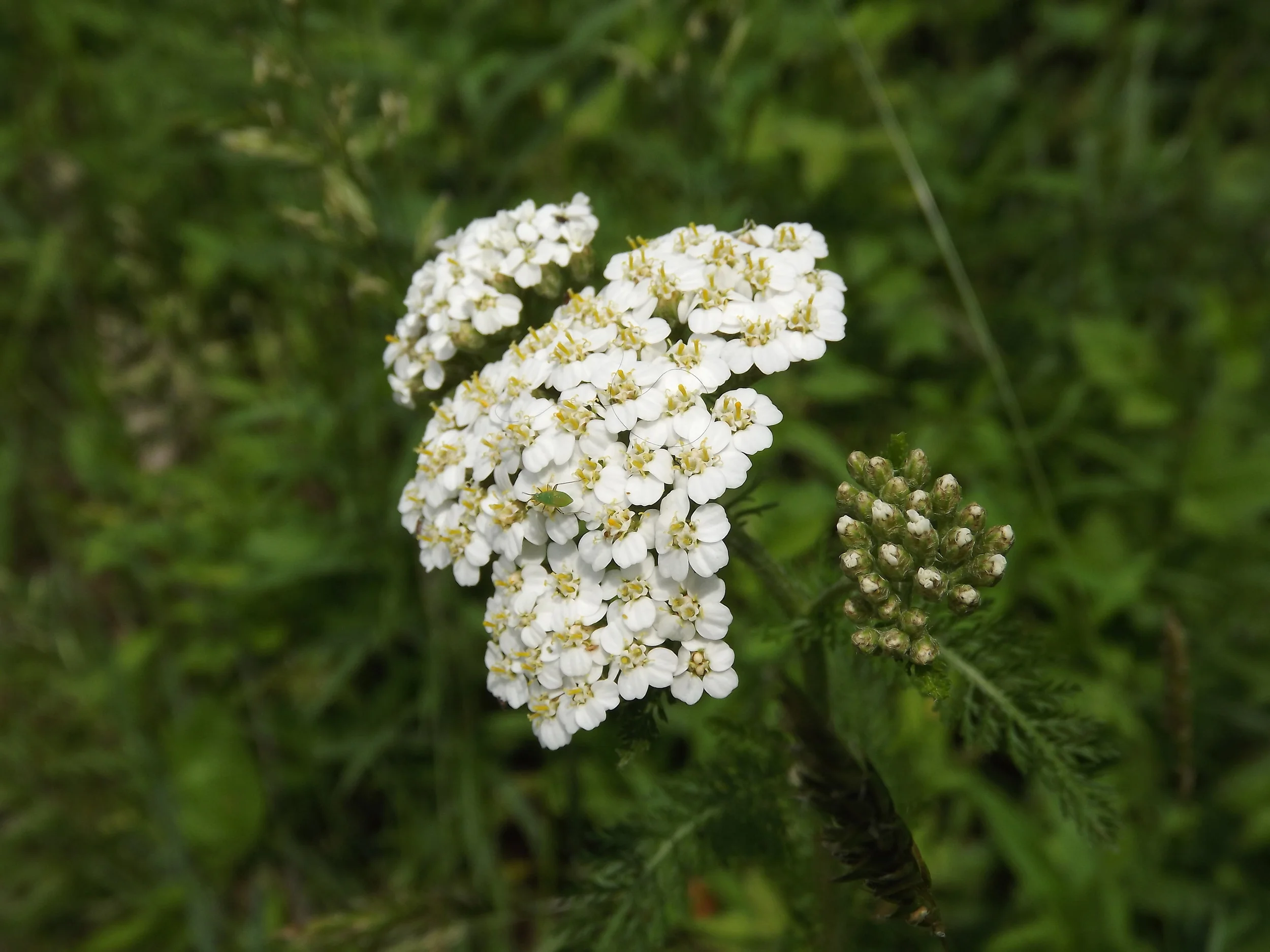 Queen Anne's lace (Non Native) Daucus carota