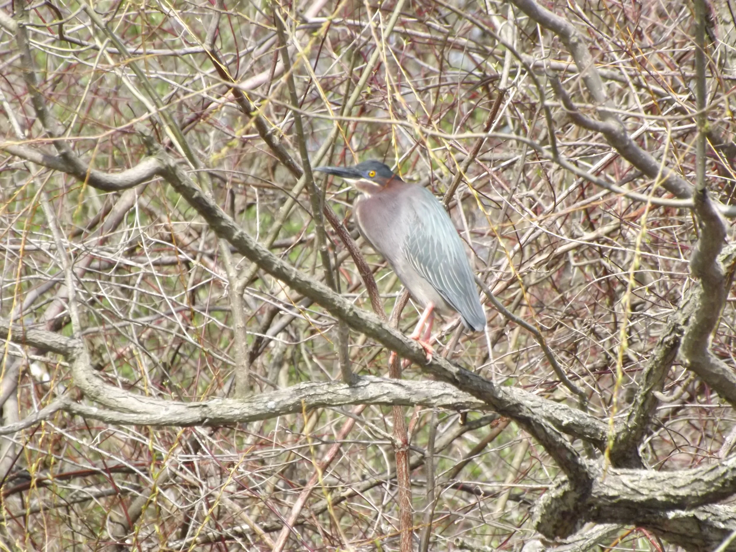 Green Heron Butorides virescens
